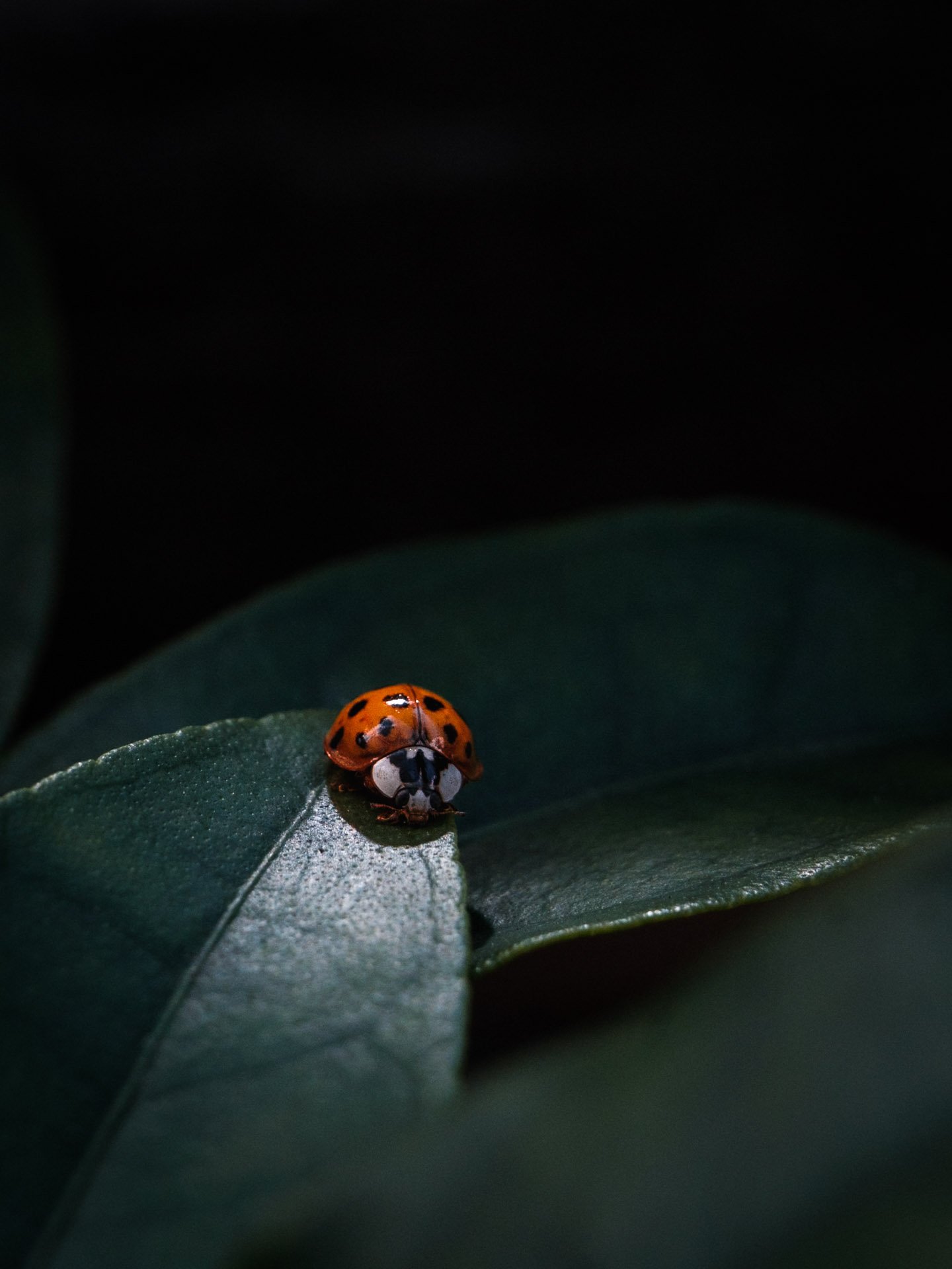 Close-up of a red ladybug with black spots on a green leaf against a dark background.