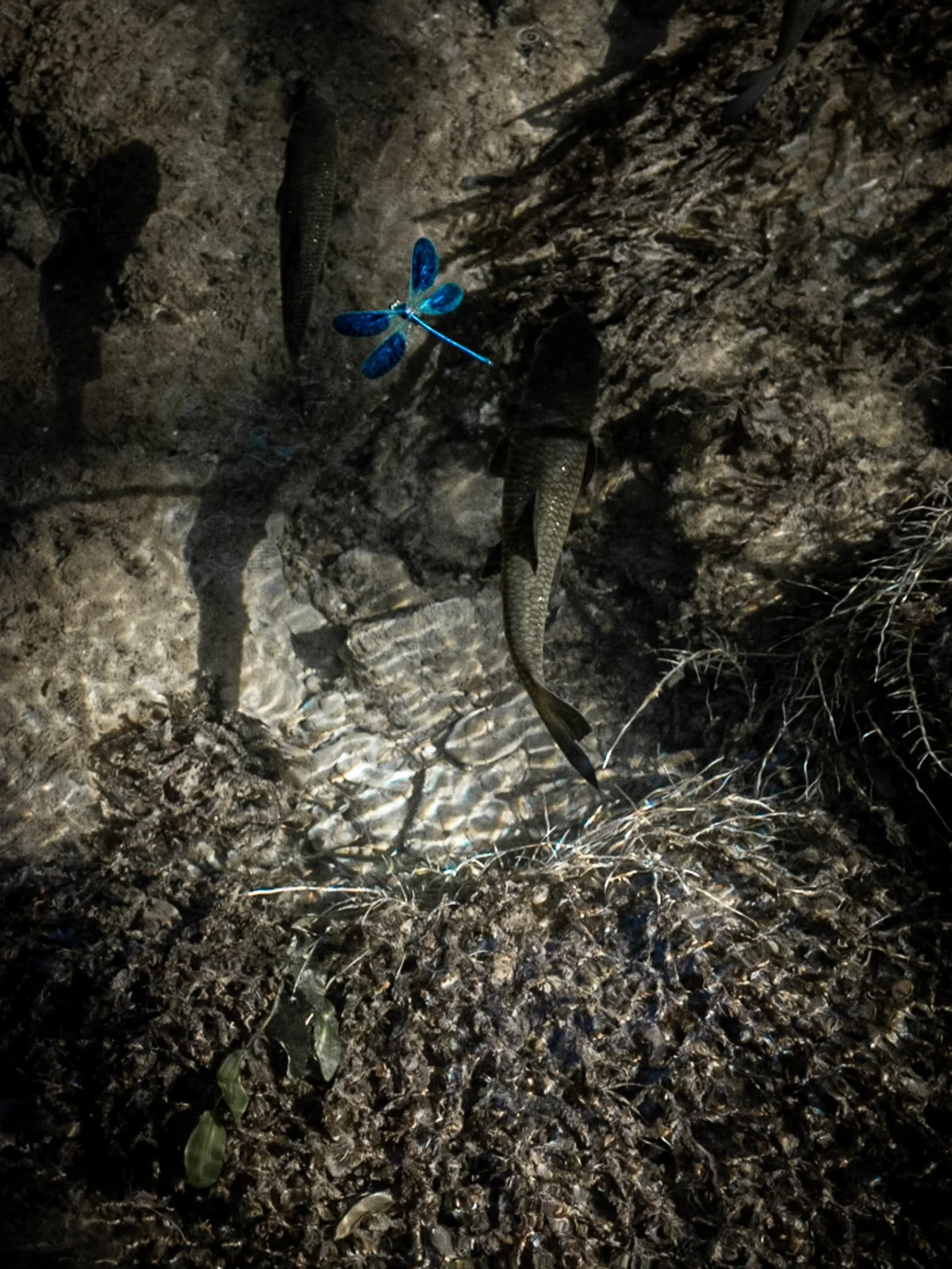 A blue dragonfly perched on the dirt ground next to a dead fish, with some small plants nearby.