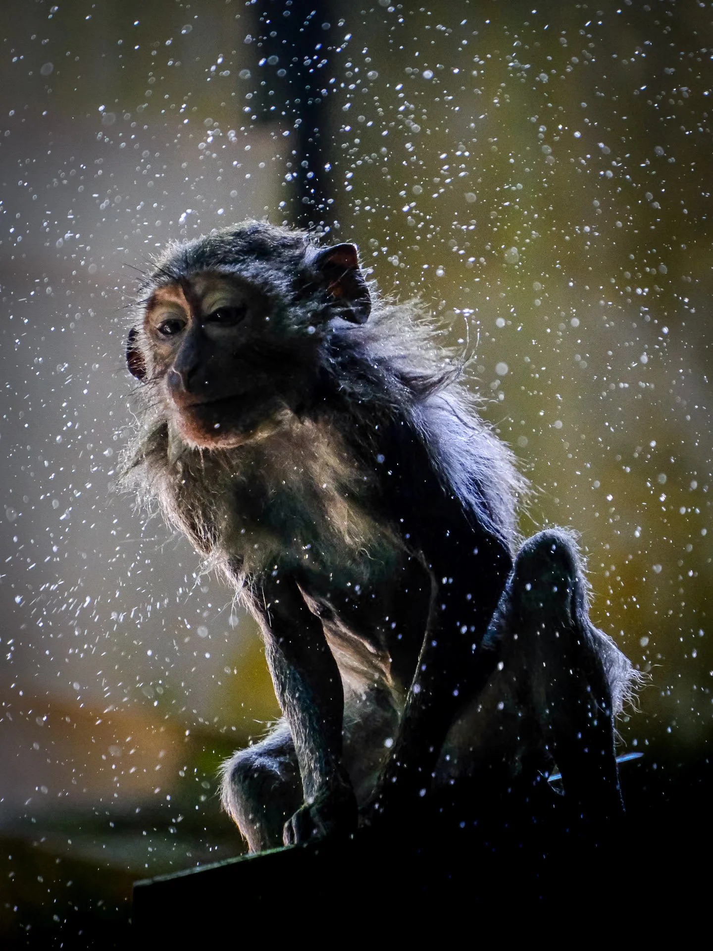 A primate, possibly a capuchin monkey, splashing water on itself with water droplets flying around.
