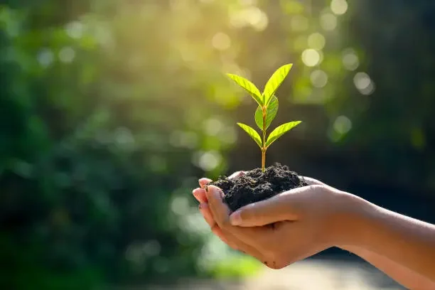 Person holding a small plant with green leaves growing in soil, sunlight and blurred greenery in background.