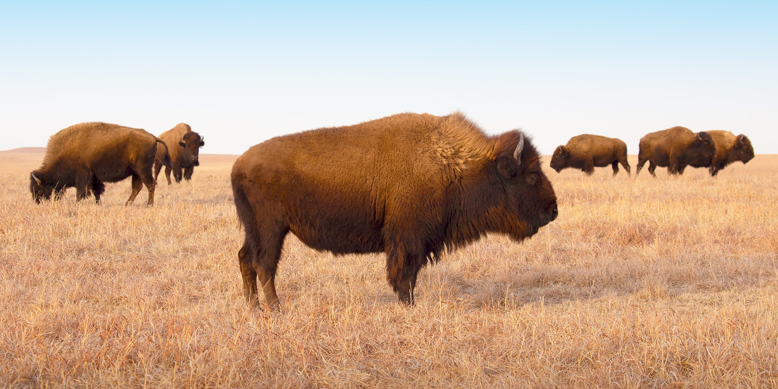 Bison Of The Hills