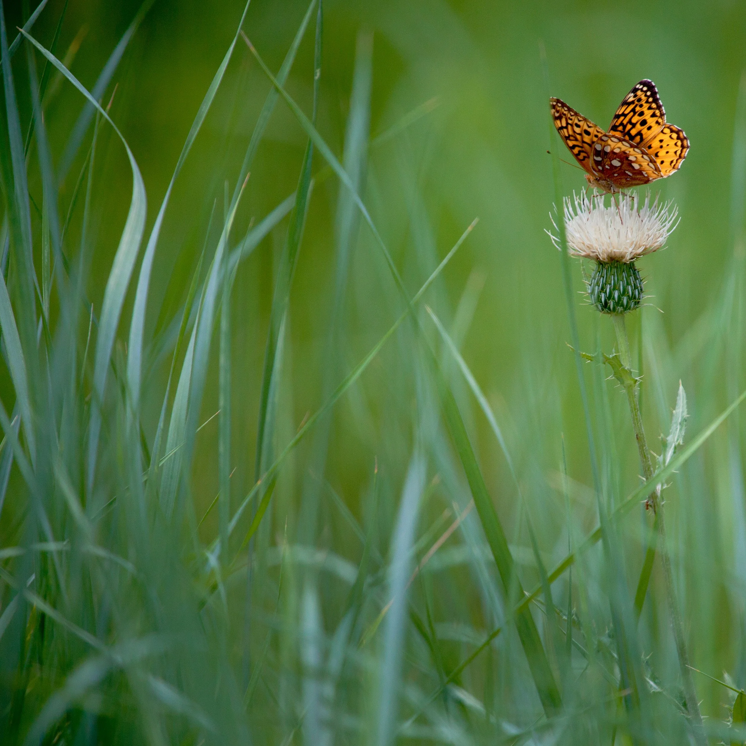 The Meadow Butterfly