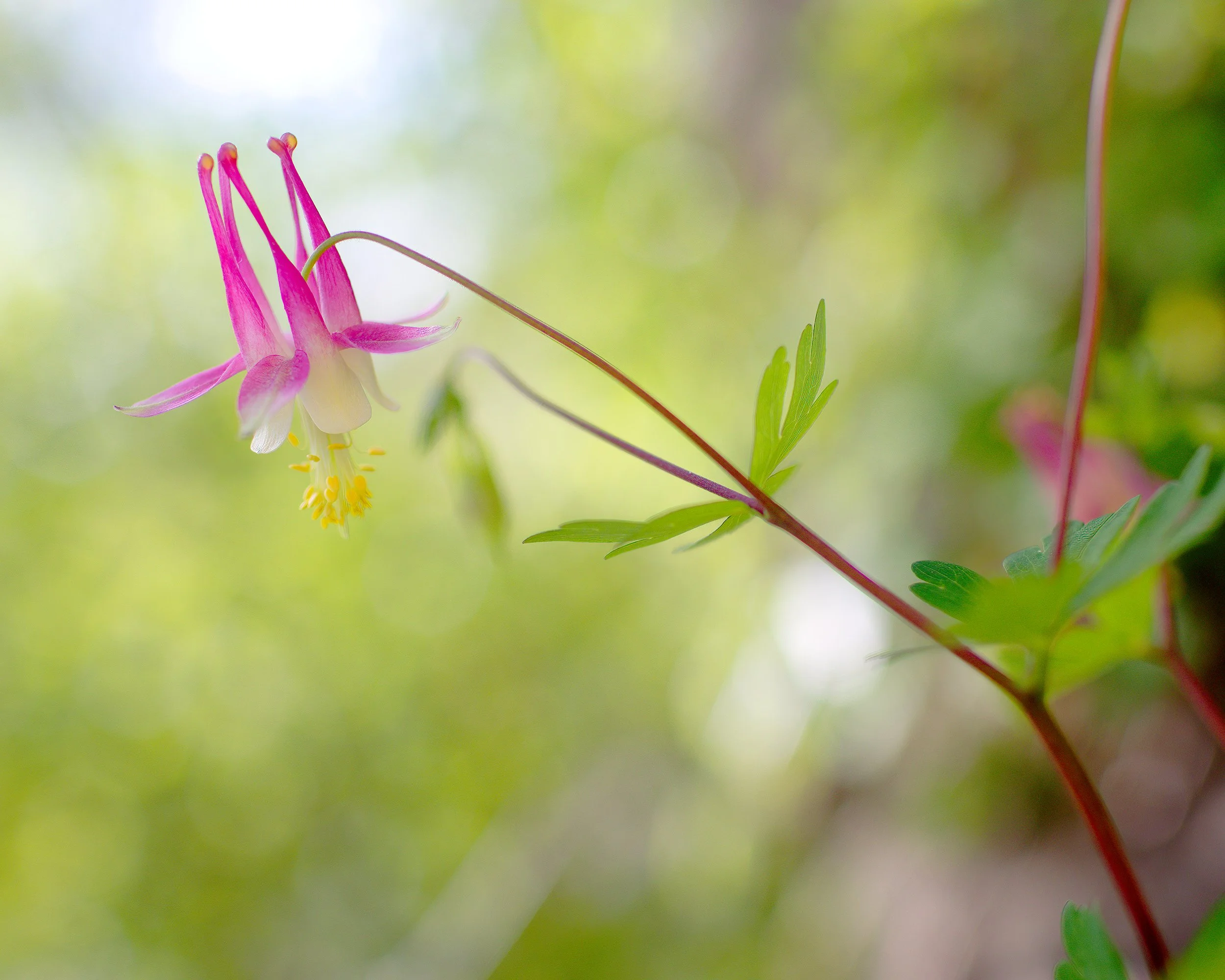 Wild Red Columbine