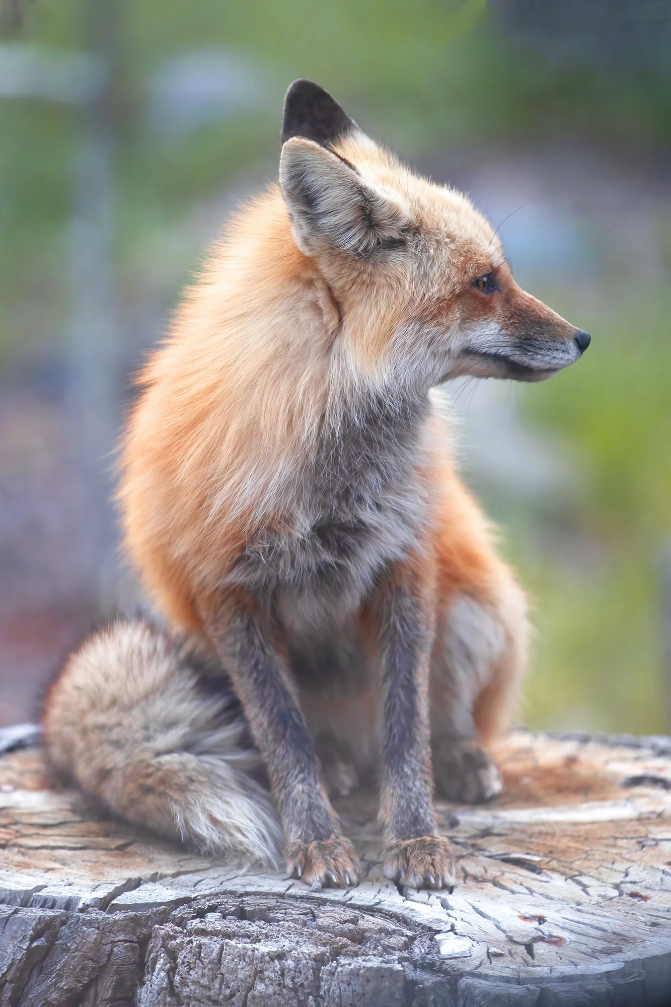 Fox on a Stump