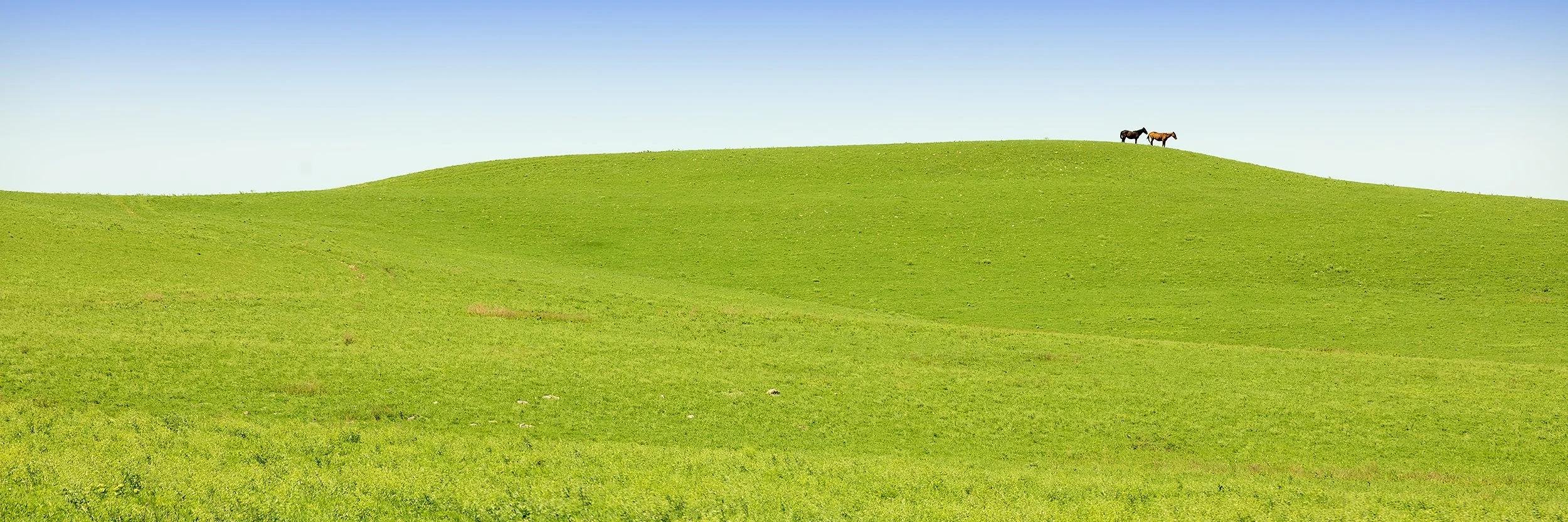 Flint Hills Wild Horses