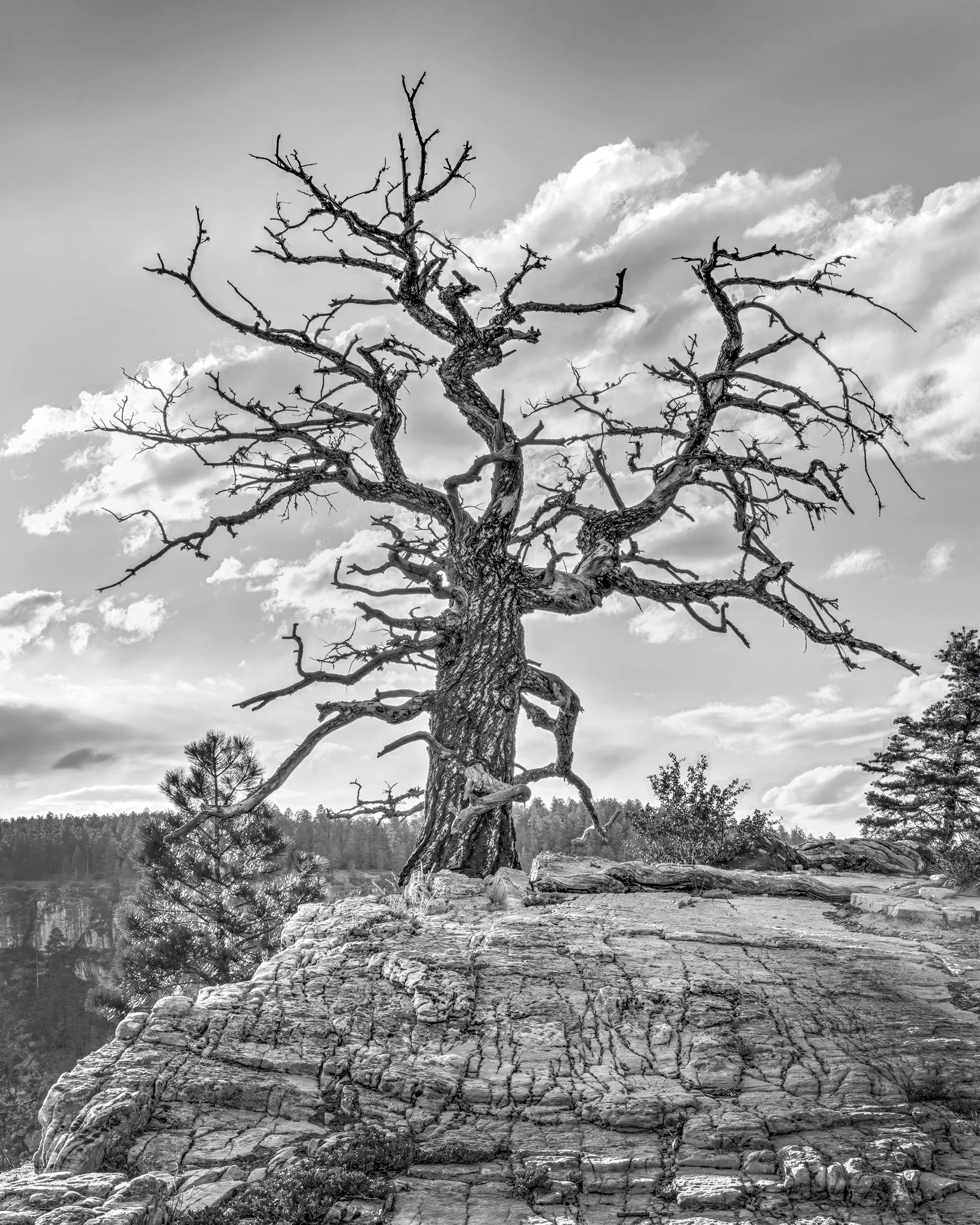 Hadleyimages-8040-Gnarly V.1-WEB.jpg