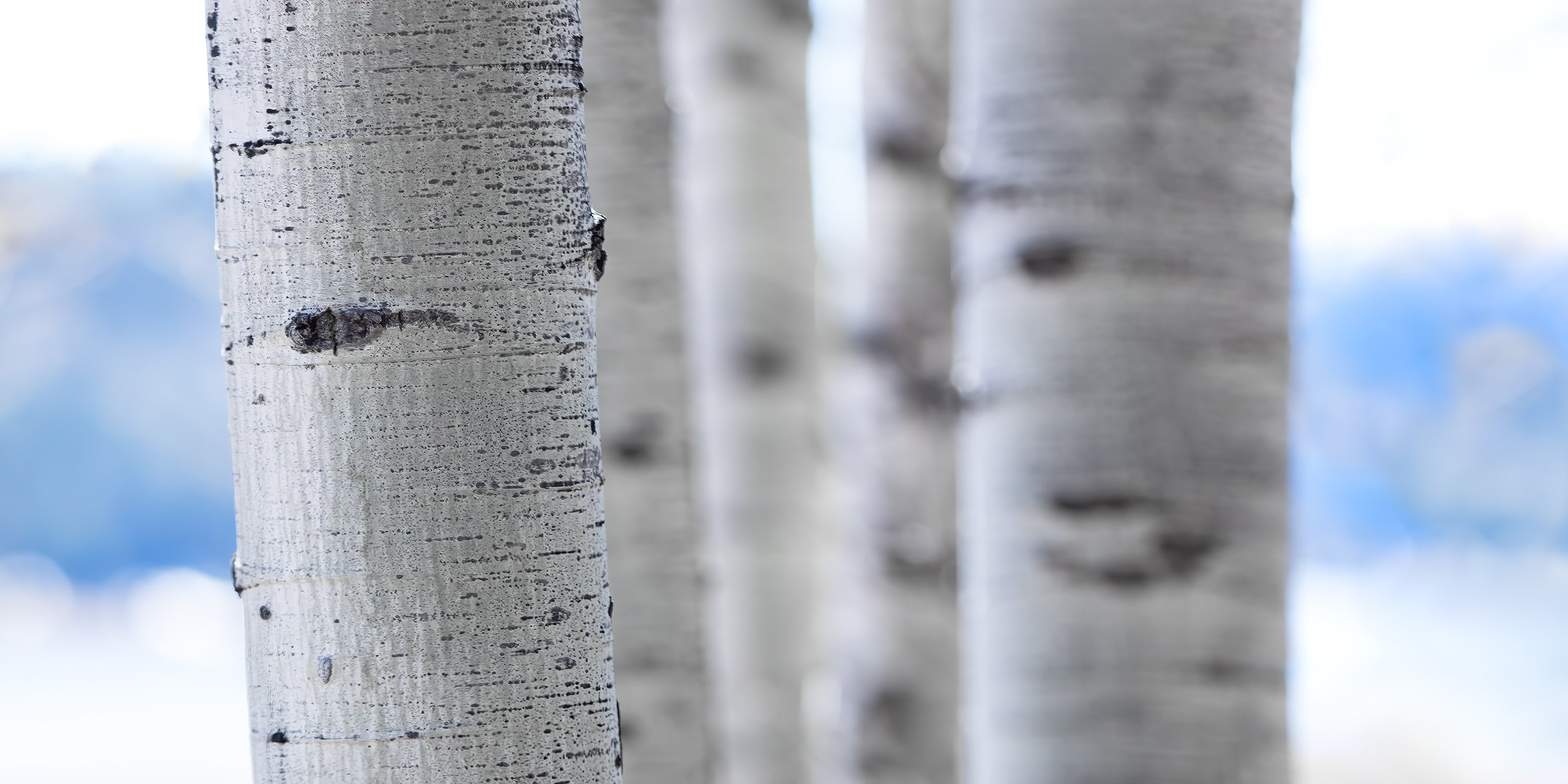 hadleyimages-COOL ASPENS V.2.jpg