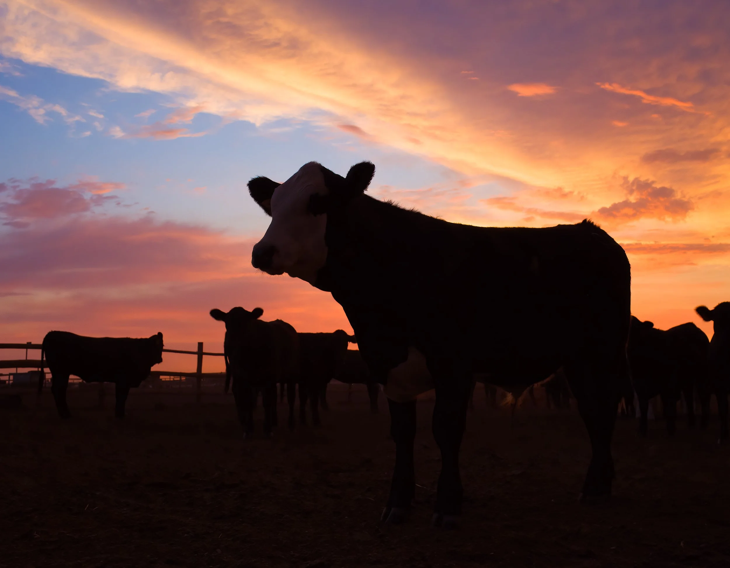 Bovine Sunrise
