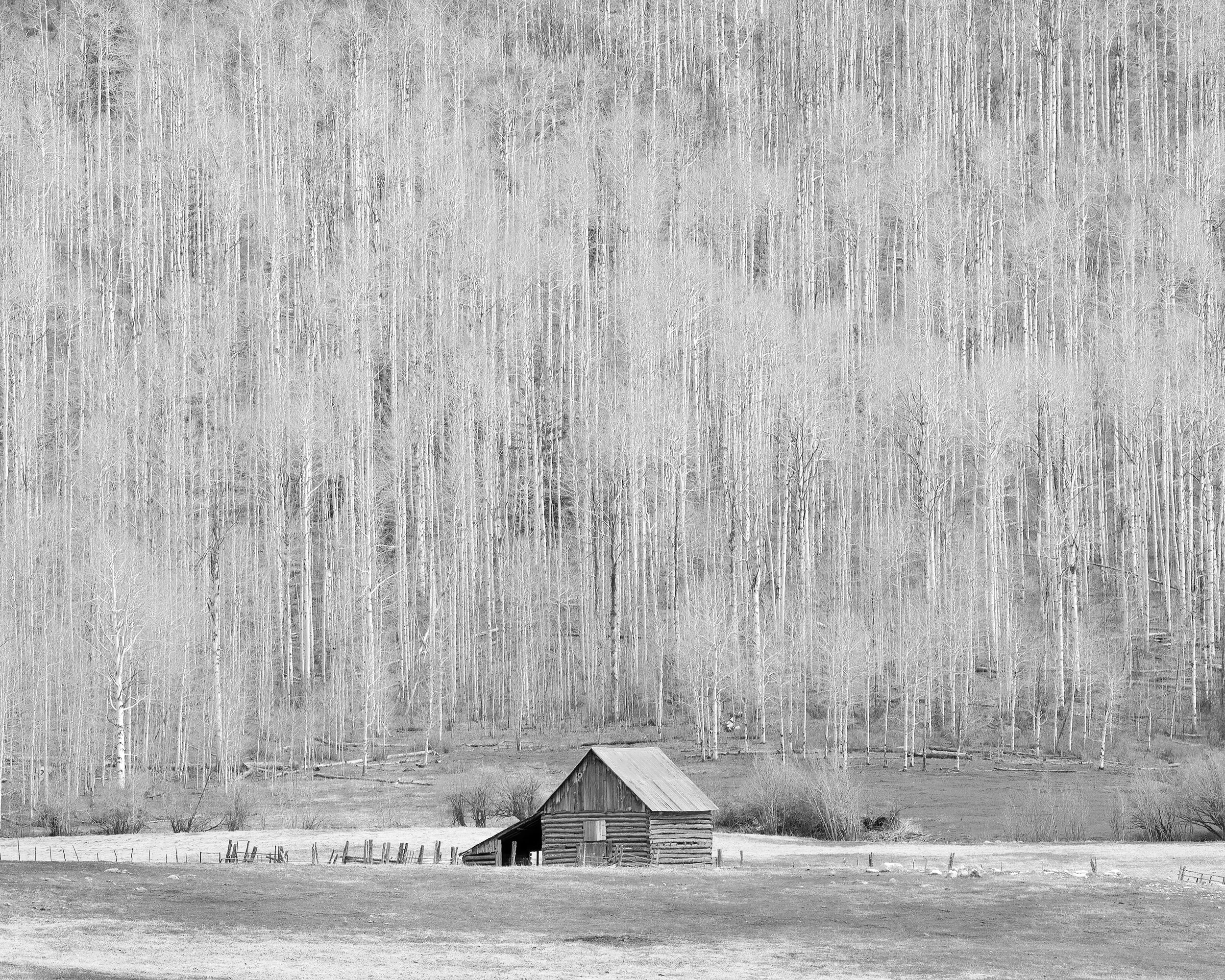 A black and white photo of a rural landscape with a small wooden shack in the foreground and a forest of aspen trees in the background.