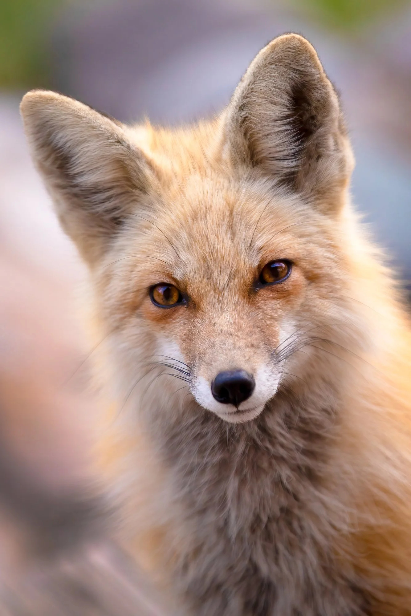 My Foxy Close Up