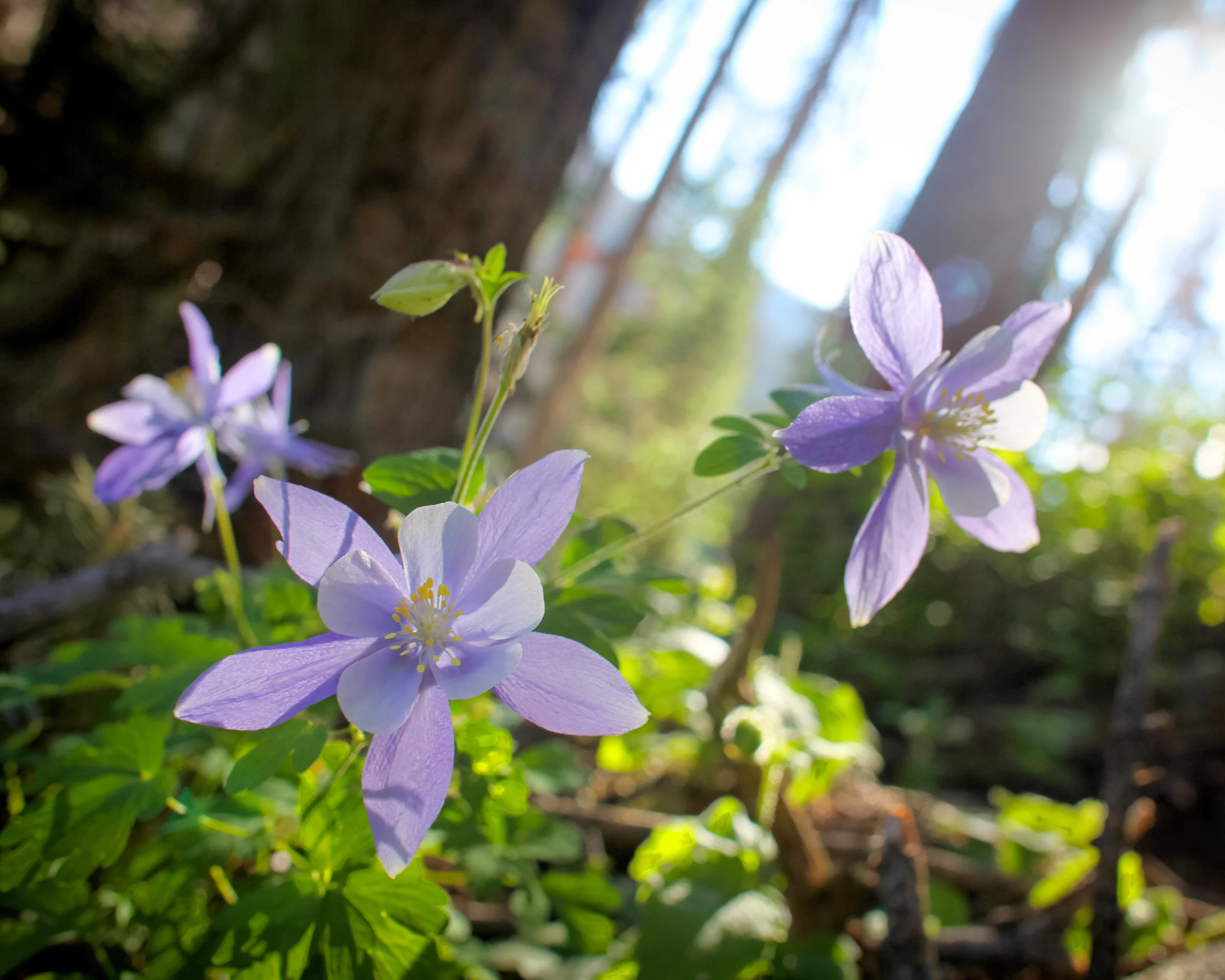 Columbine wildflowers blooming in a forest with sunlight filtering through trees.