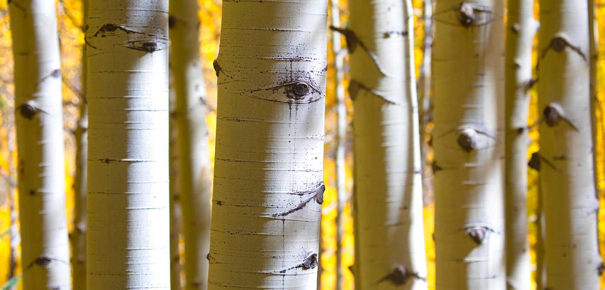 Aspens in The Fall