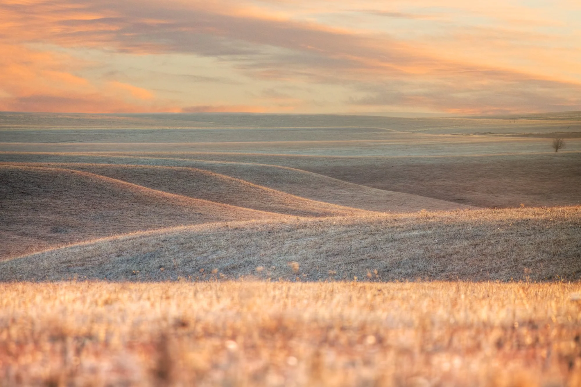 Open plains with rolling hills and sparse trees under a soft sky with pink and orange clouds.