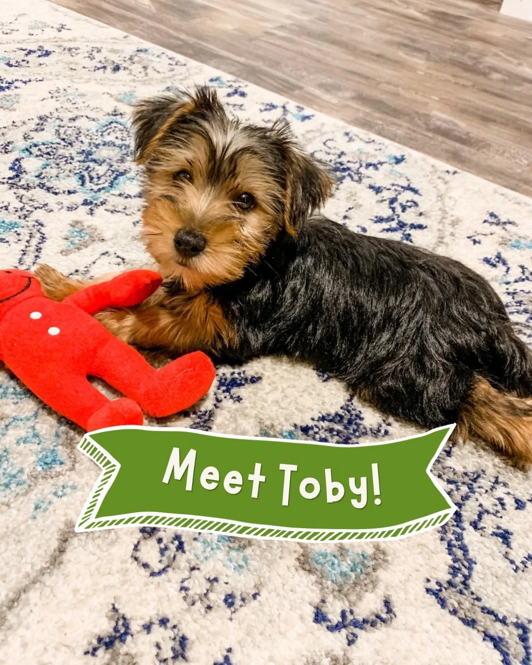 I have someone very special I&rsquo;d like you to meet... 🐾

This is Toby. My real-life Yorkie who inspired my next children&rsquo;s book!

Swipe through to learn more about this adorable pup who&rsquo;s about to become a beloved children&rsquo;s bo
