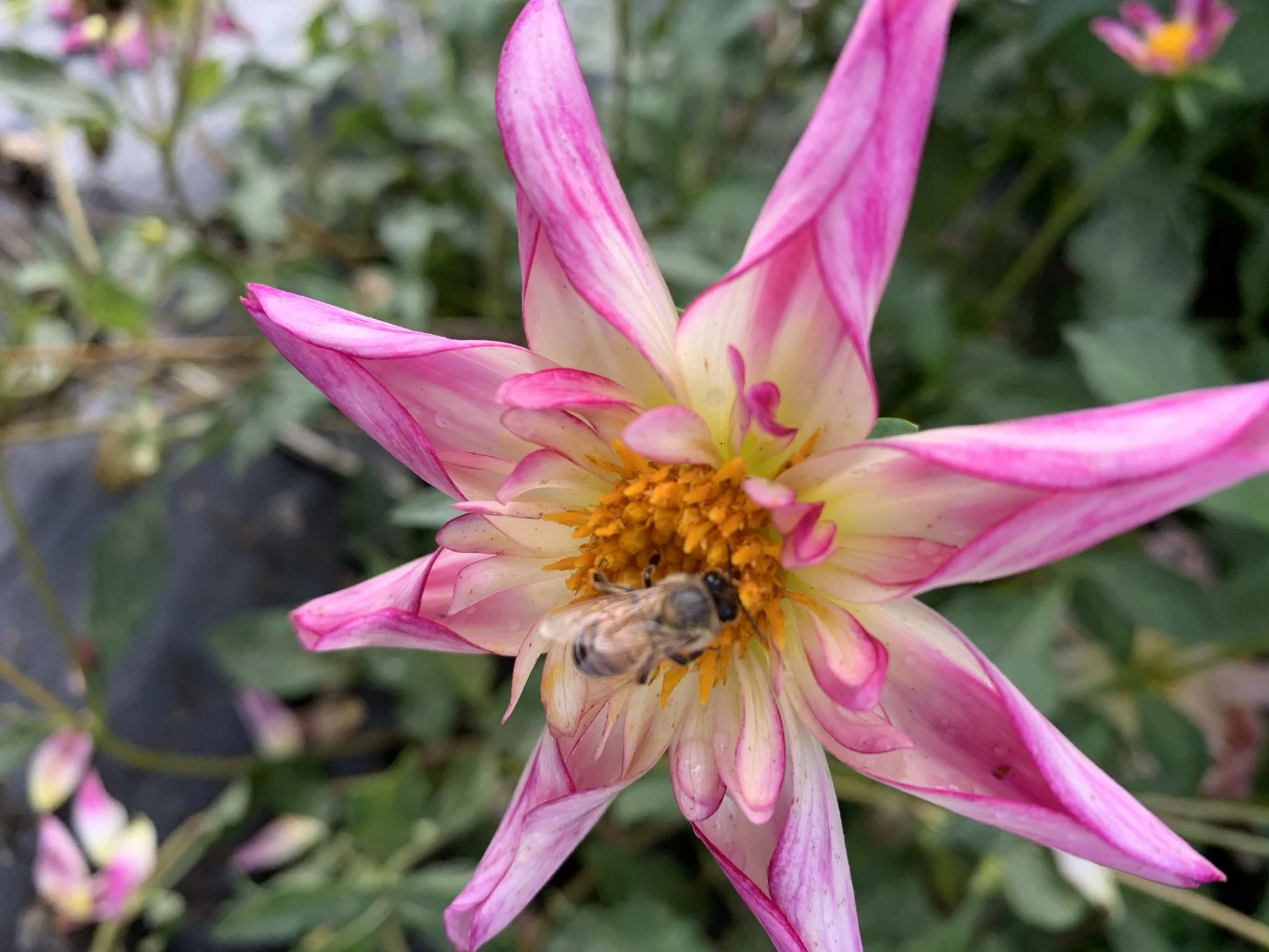 Pink and white flower with a bee on the yellow center.