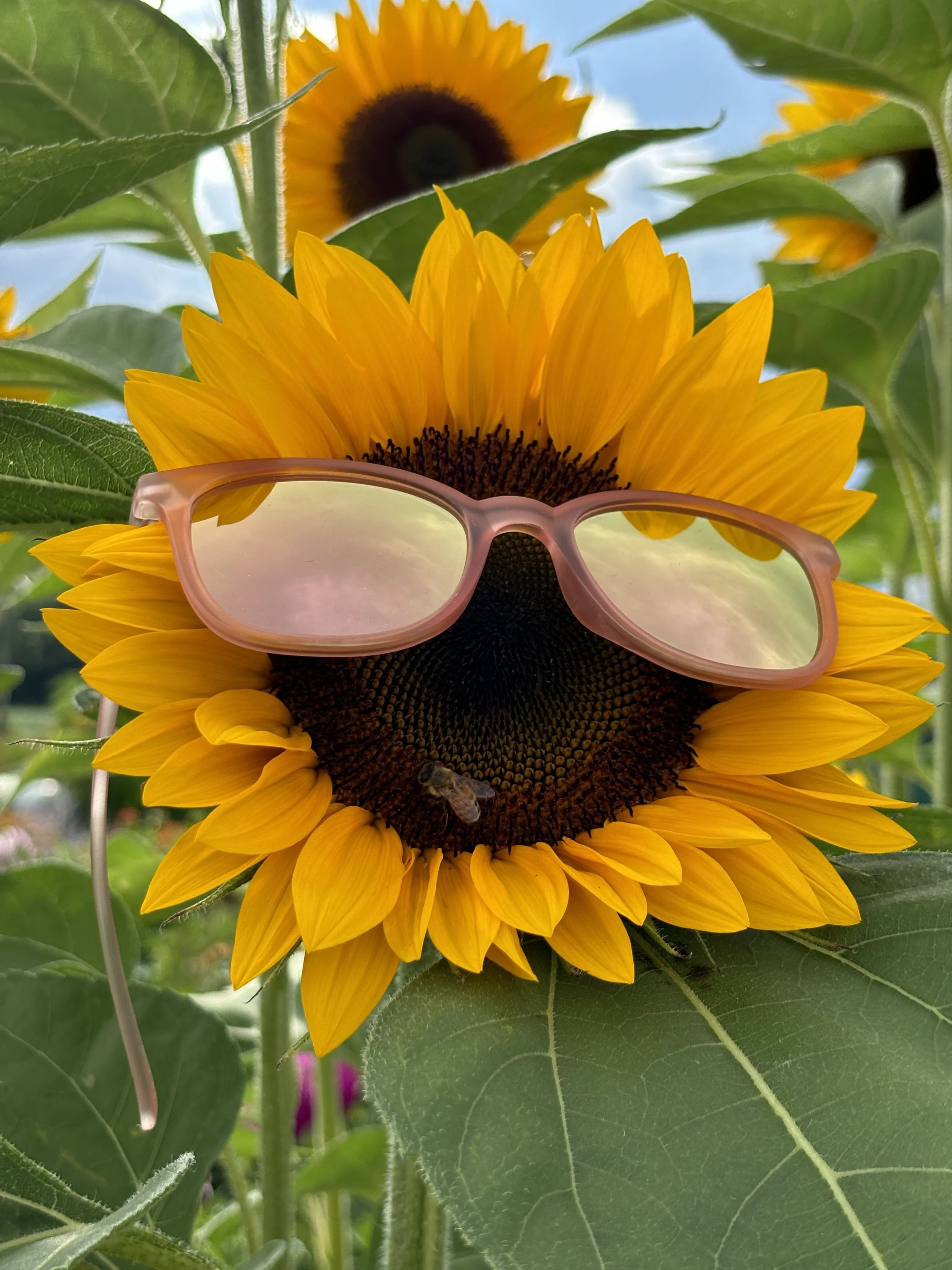 Sunflower with pink sunglasses on it and a bee at the bottom of the flower's center, with green leaves and another sunflower in the background