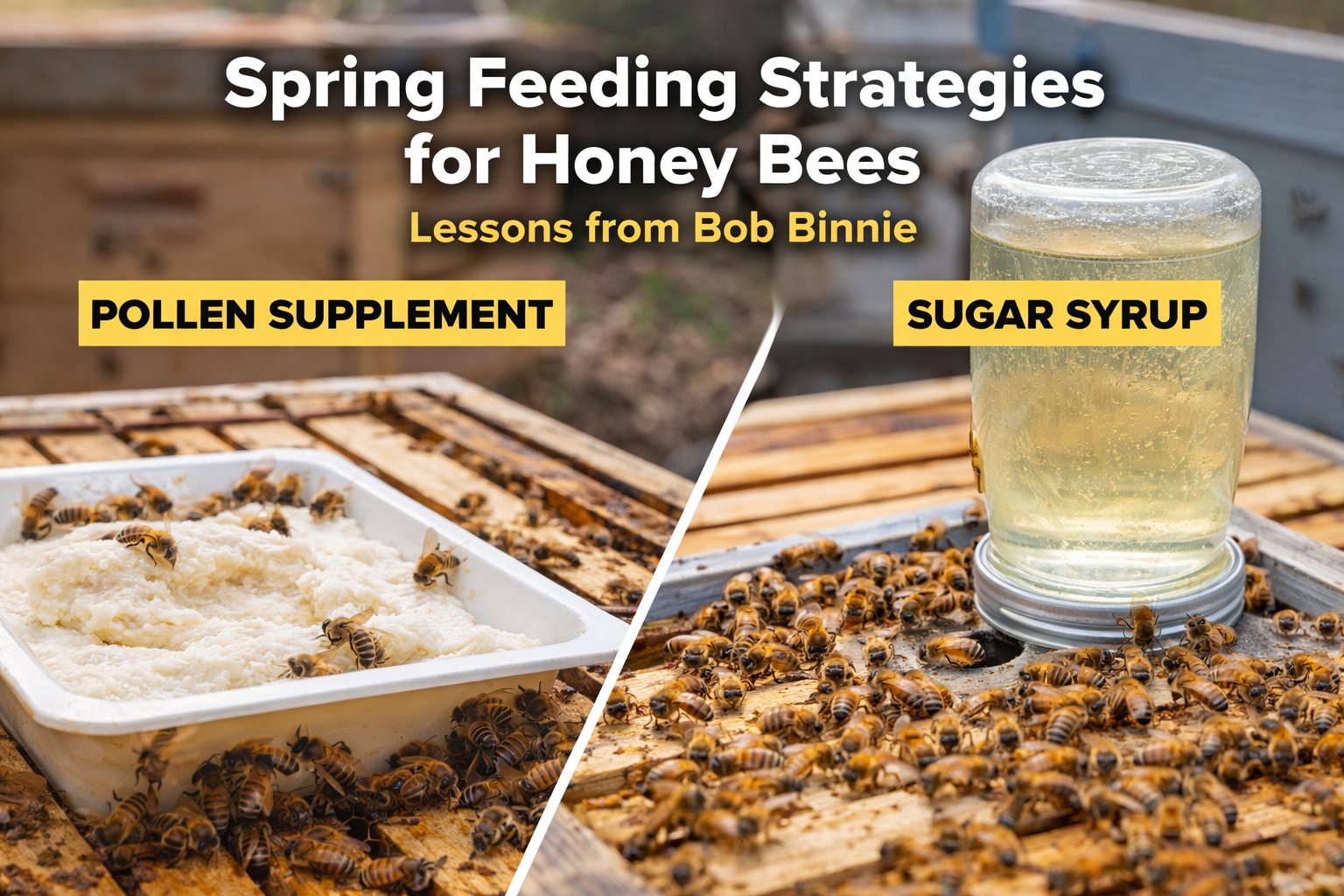 Spring Feeding Strategies for Strong Colonies: Lessons from Bob Binnie’s Approach