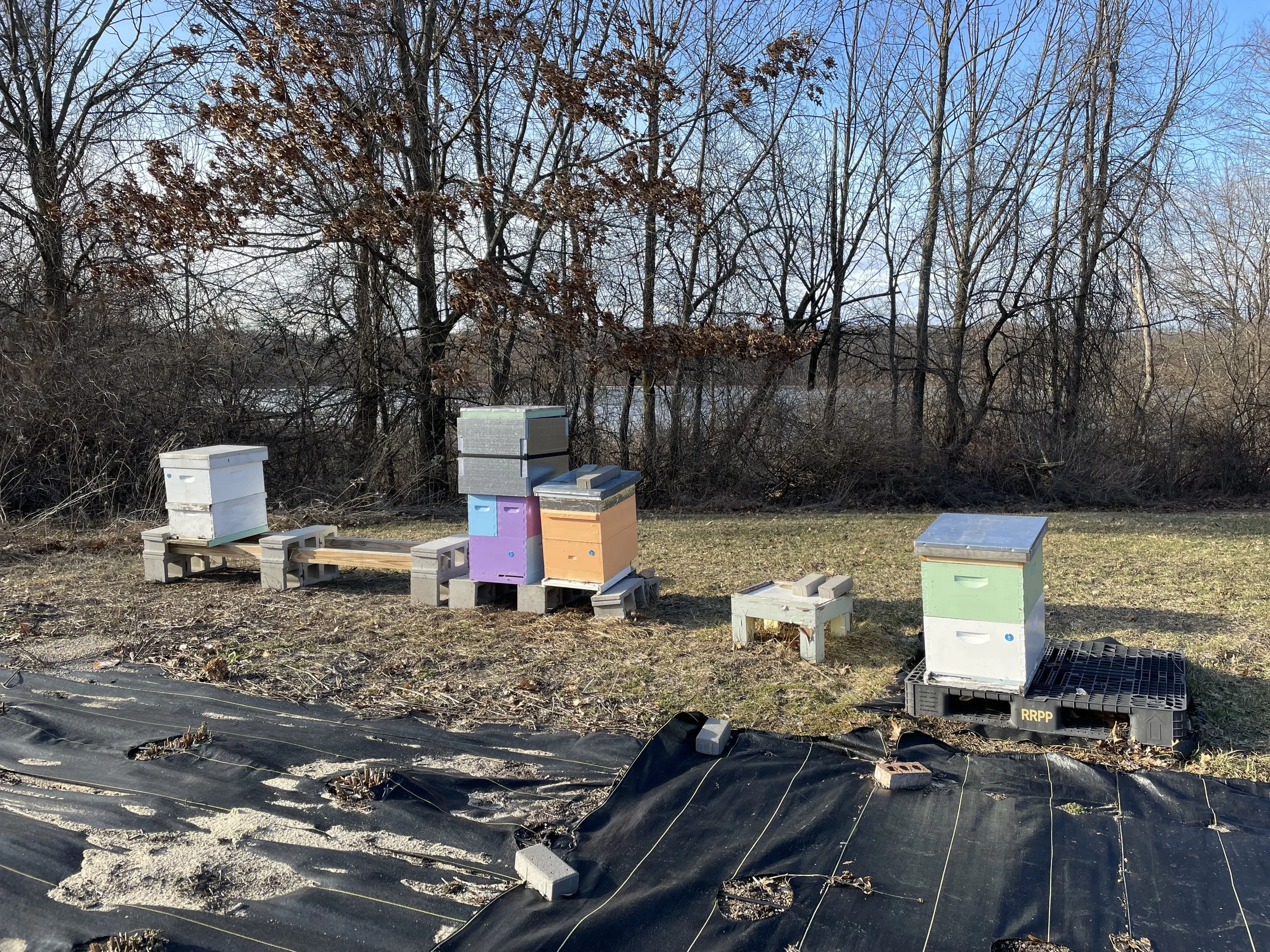 michigan-apiary-honeybee-hives-larsens-lake-apiary.jpg.jpeg