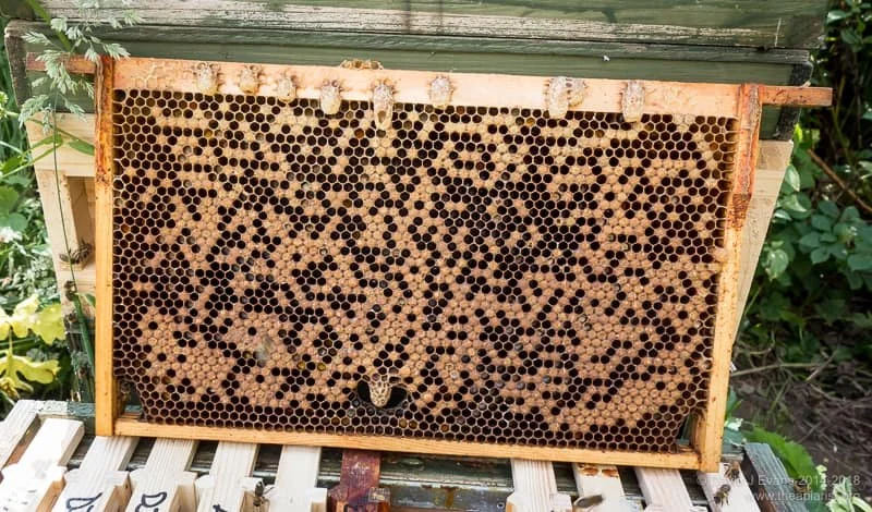 Solid Brood Pattern Michigan Nucleus Colonies: What Makes a High-Quality Nuc? — Sticks N Stones