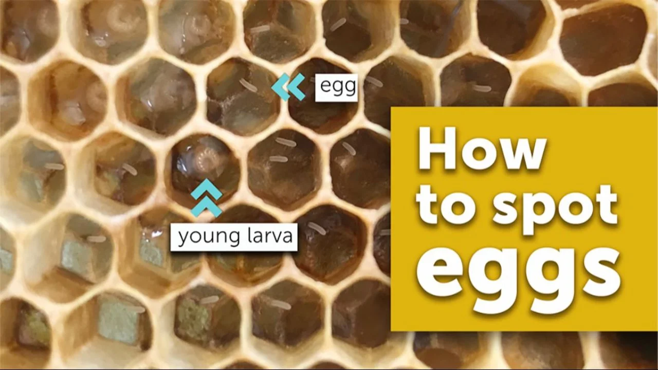 eggs_larva.jpg