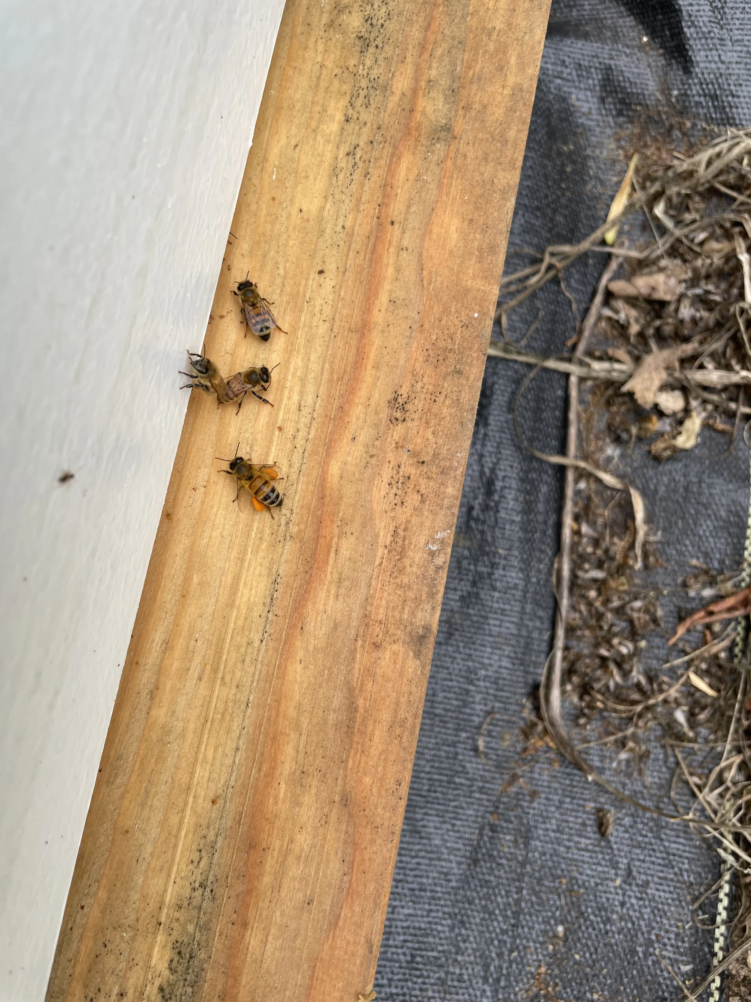 Bee w Pollen.jpeg