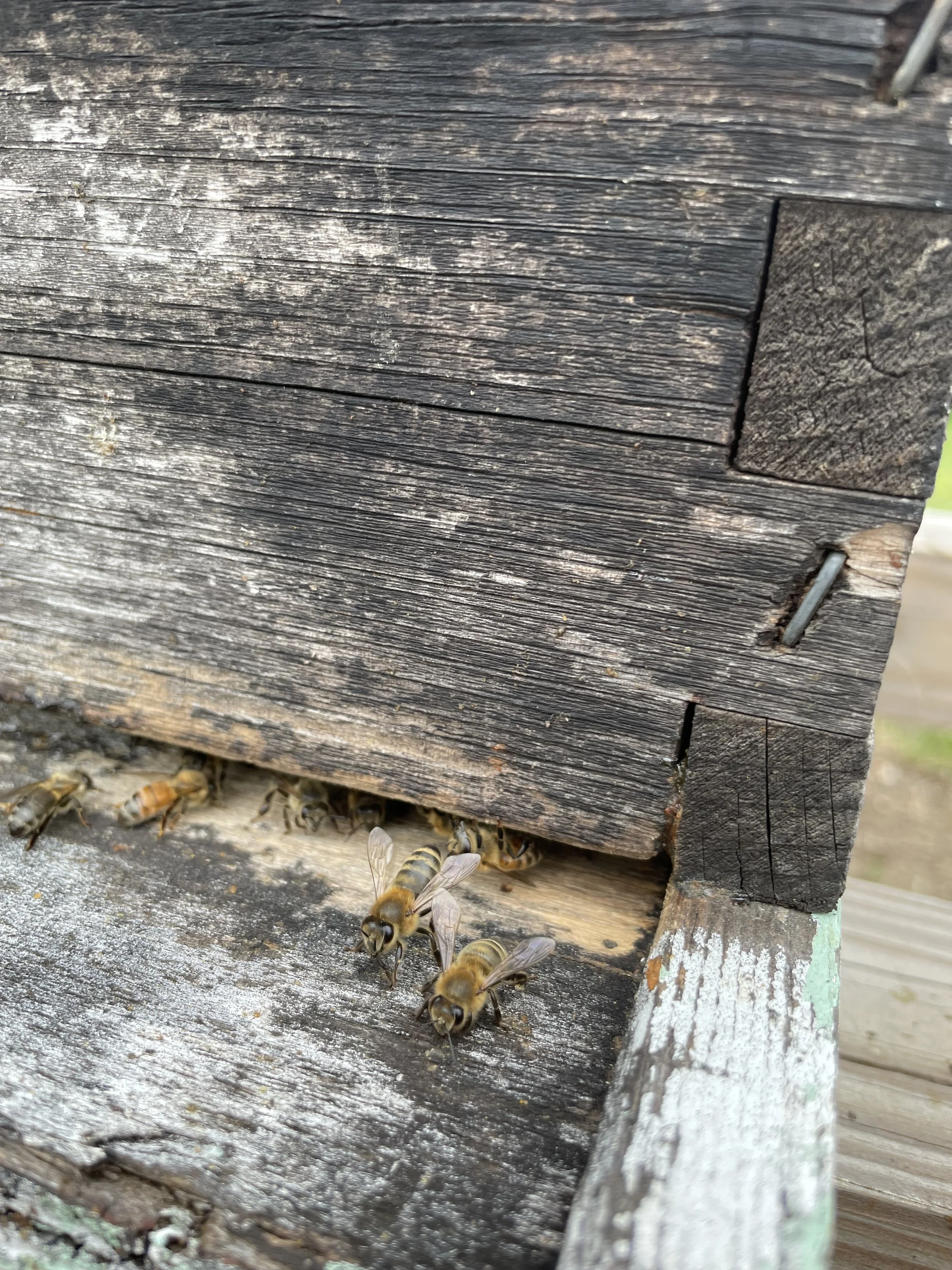 Guard bee.jpeg
