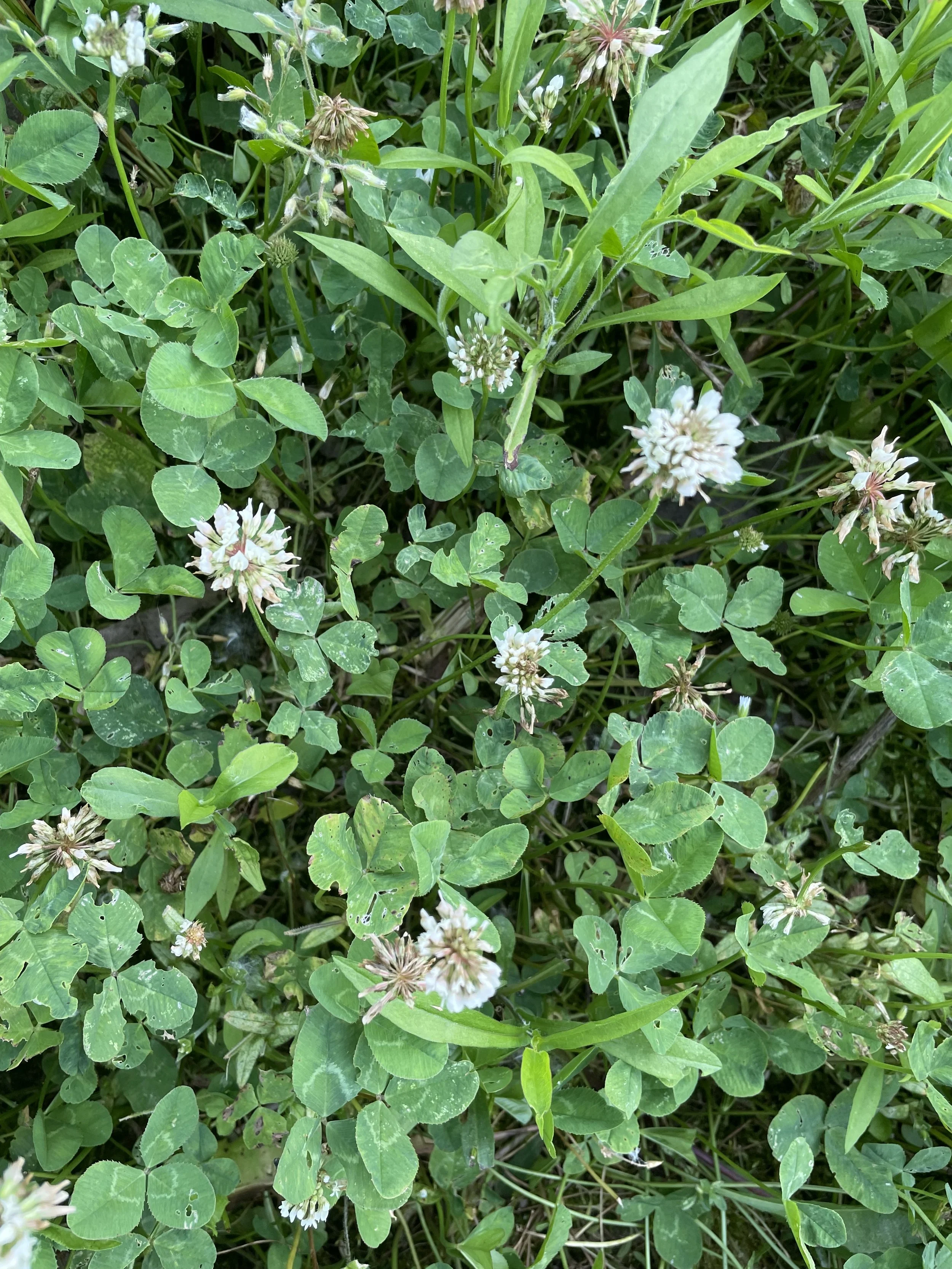 Clover Closeup.jpeg