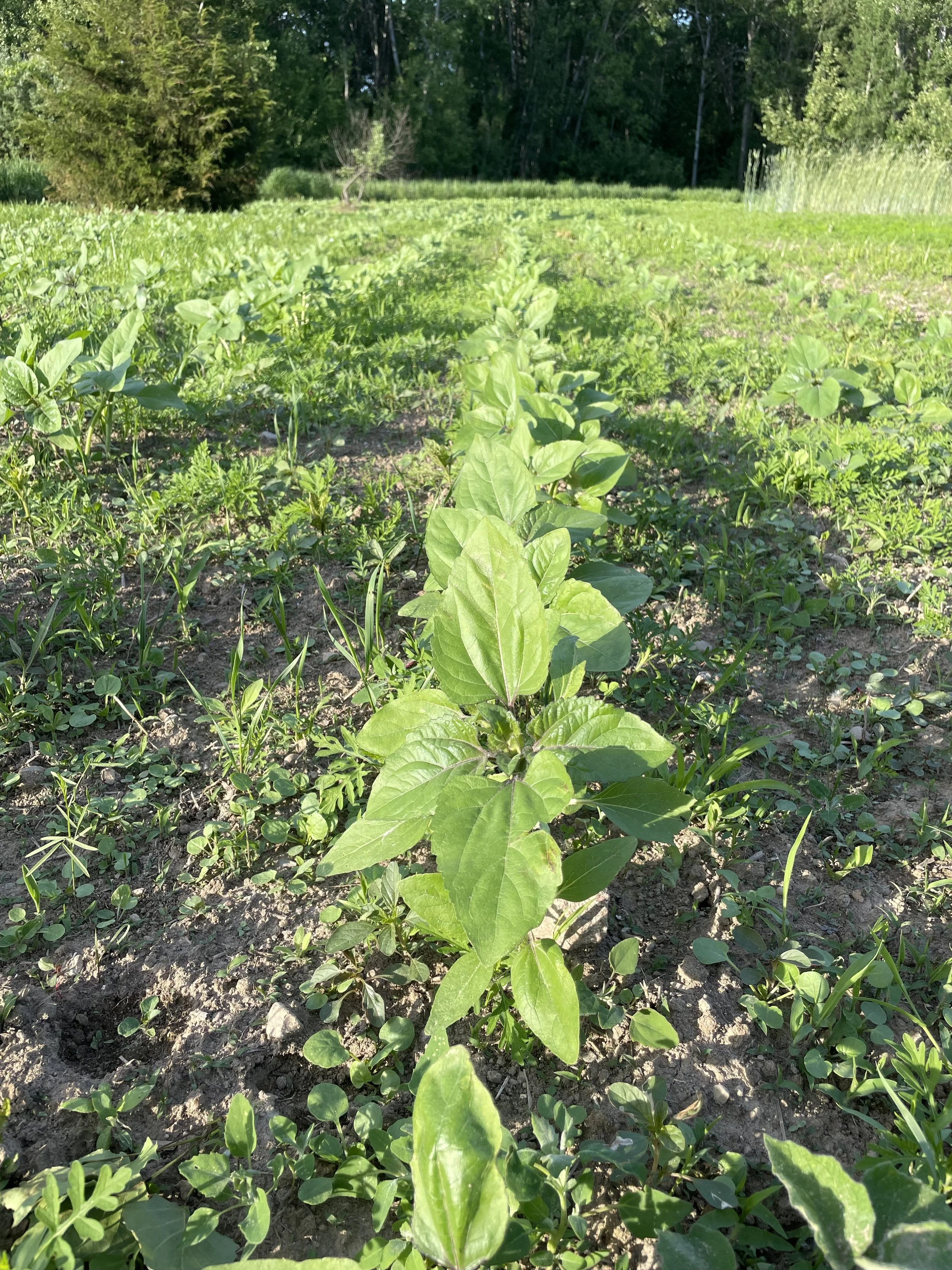 Sunflower Row - Small.jpeg