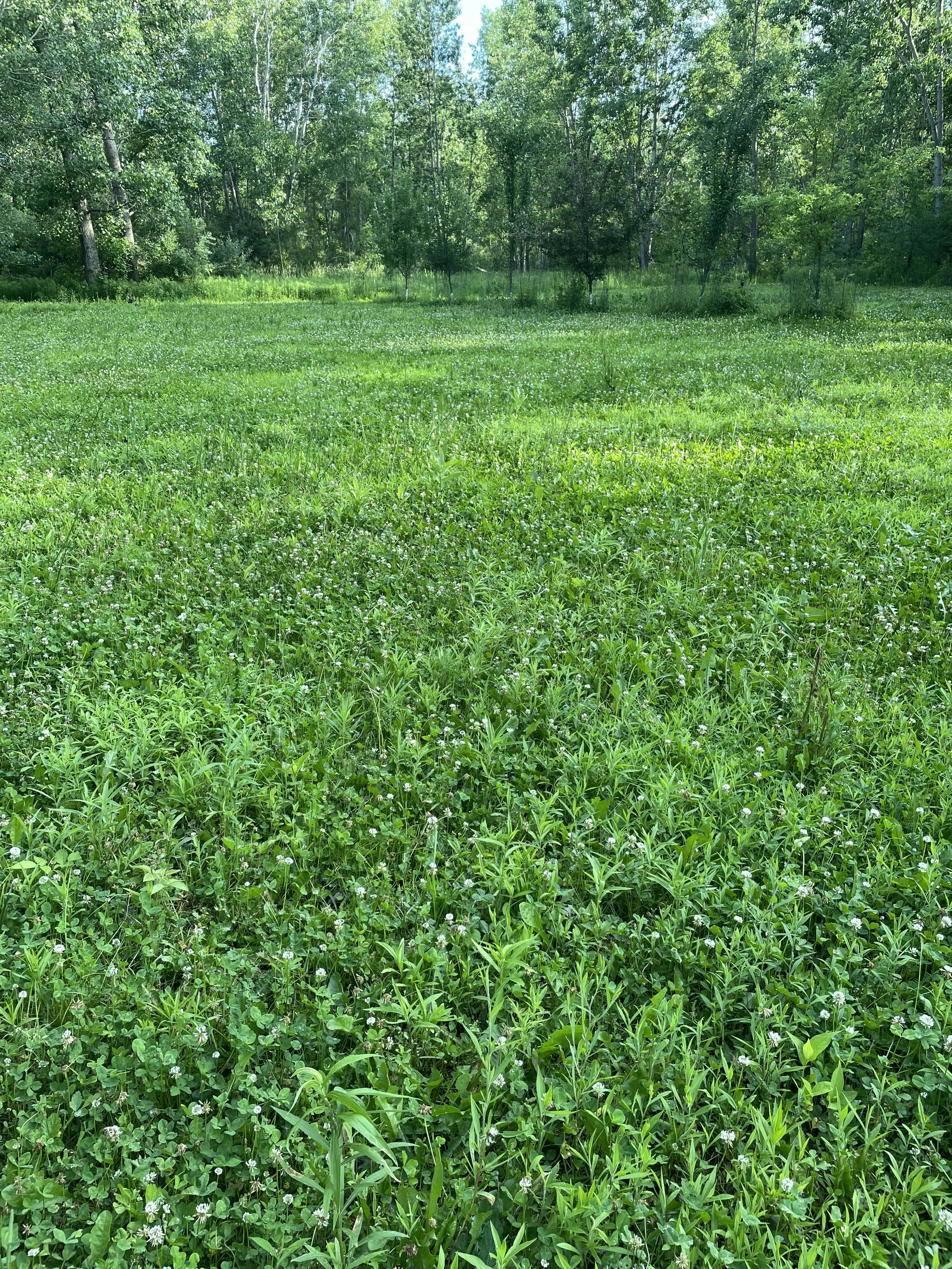 Clover Field.jpeg