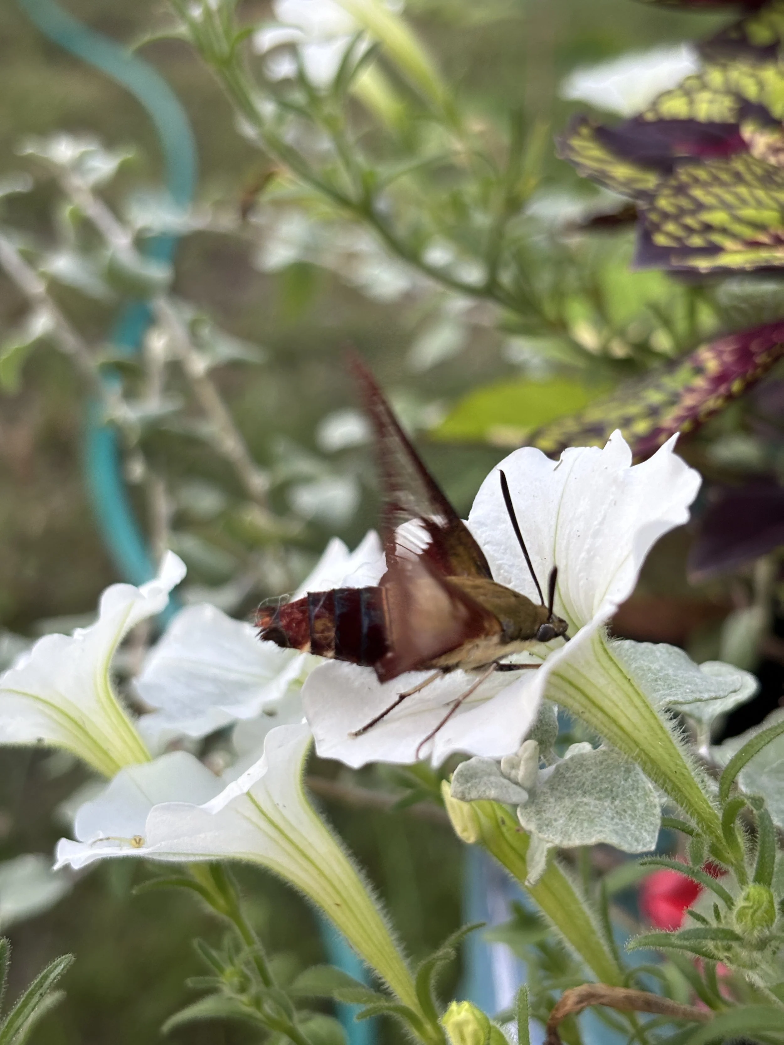 A hummingbird hawk-moth with brown and orange wings feeding on a white petunia flower in a garden with green foliage.