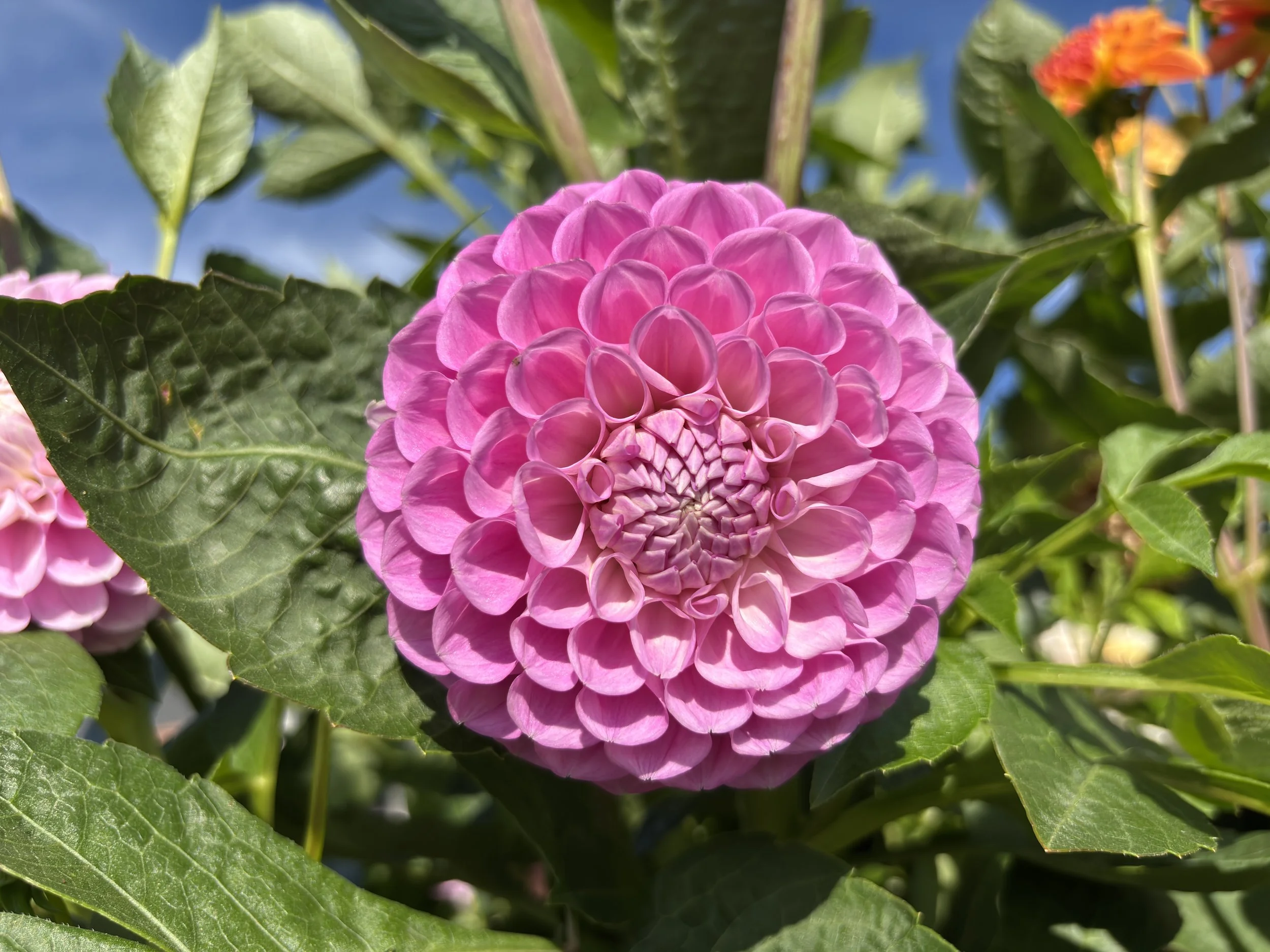 20th Avenue Old Major