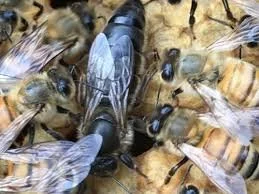 F1 Caucasian-Influenced Open-Mated Honey Bee Queen