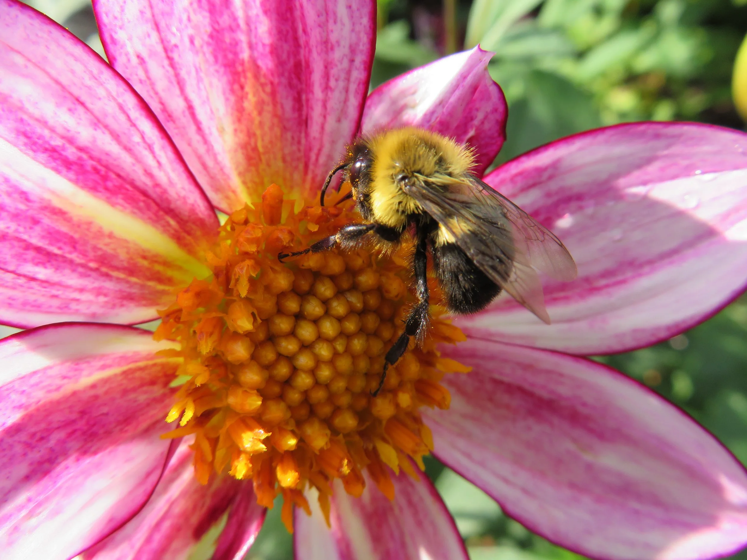 A bee collecting nectar from a pink and white dahlia flower.