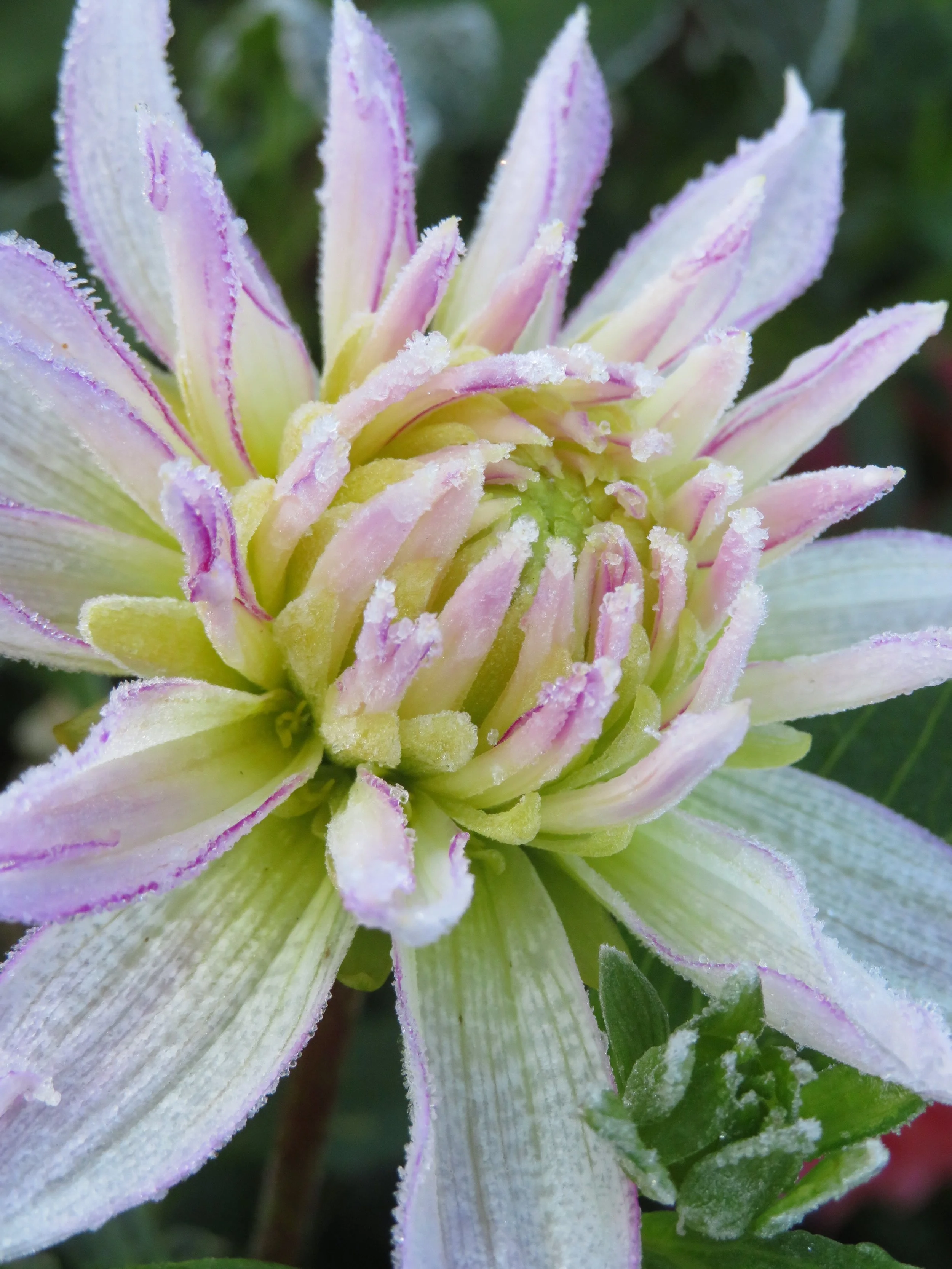 Close-up of a frost-covered flower with pale pink and white petals.