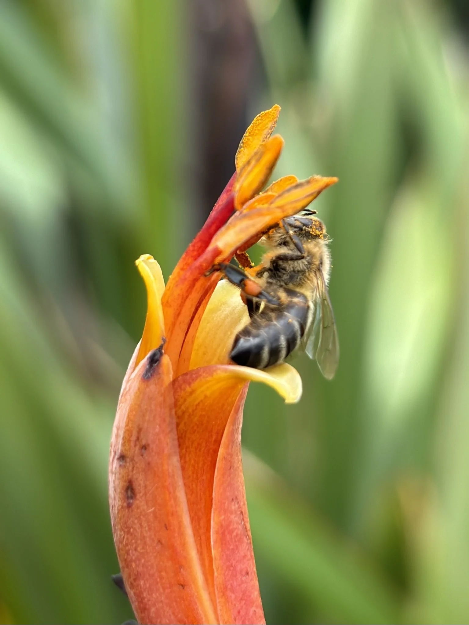 A honey bee collecting nectar from an orange and yellow flower with green leaves in the blurred background.