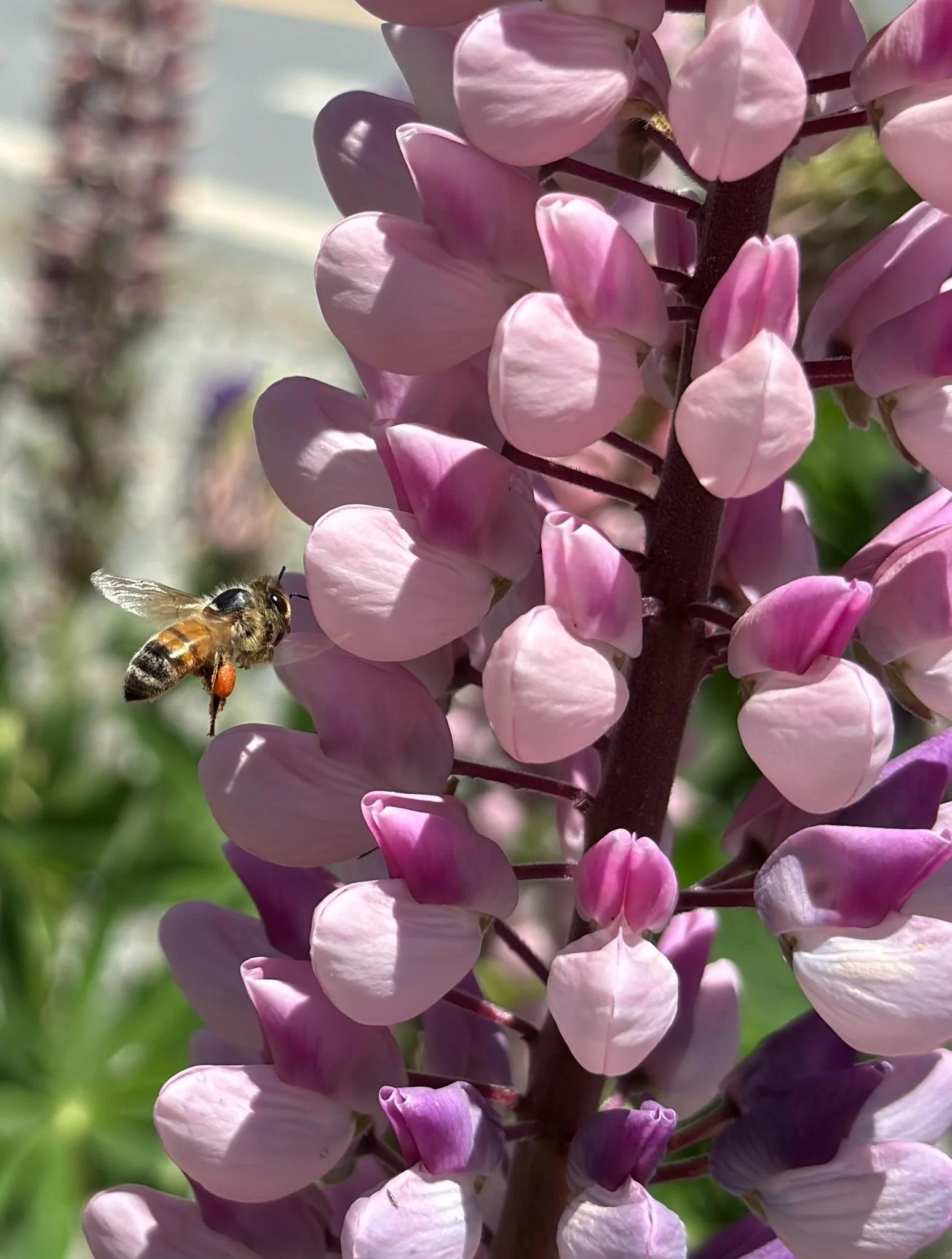 Close-up of pink lupine flowers with a bee collecting nectar on one of the blossoms.