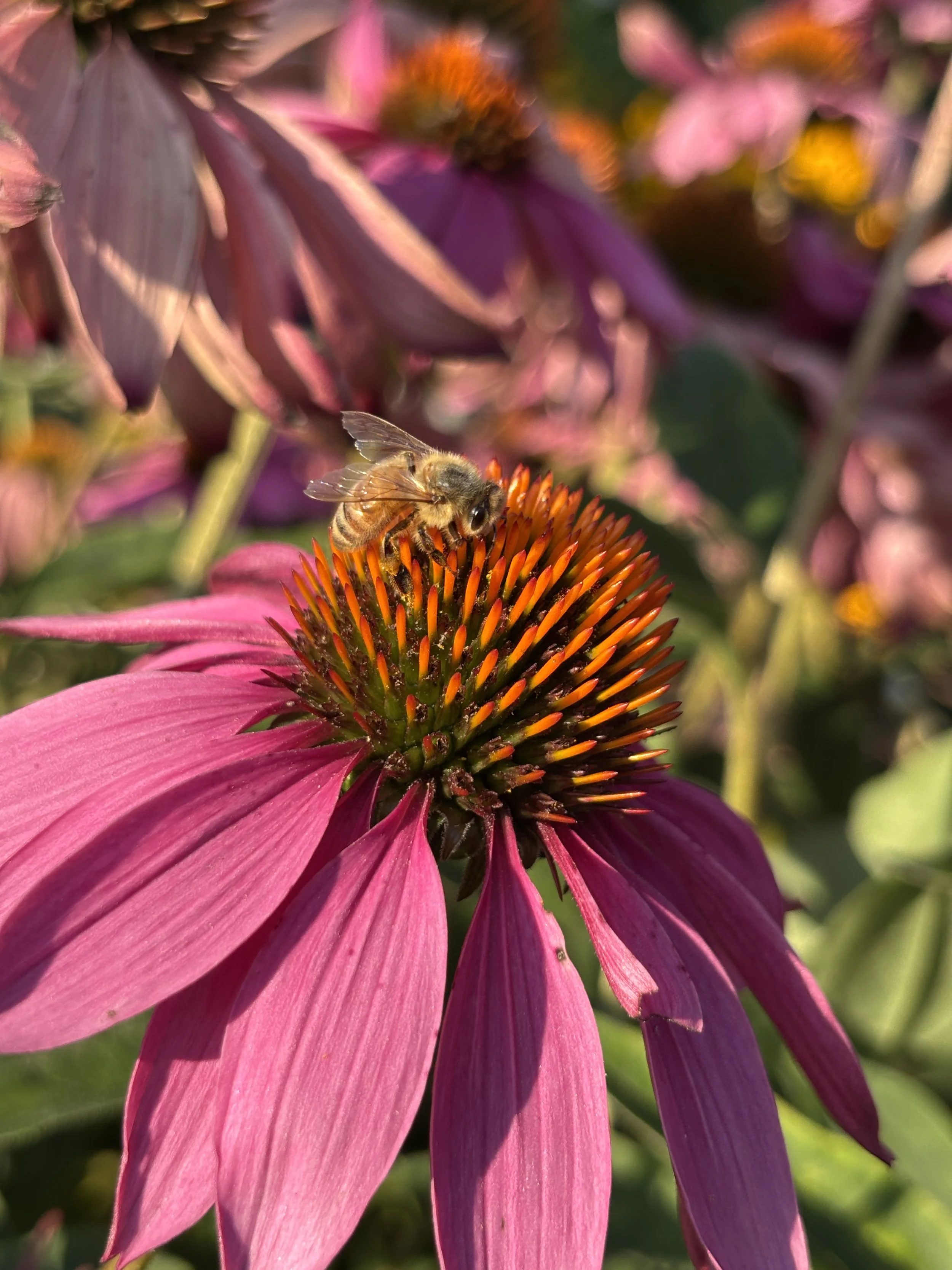 A close-up of a bee on a vibrant pink coneflower with orange and yellow center, surrounded by pink and purple flowers in a garden.