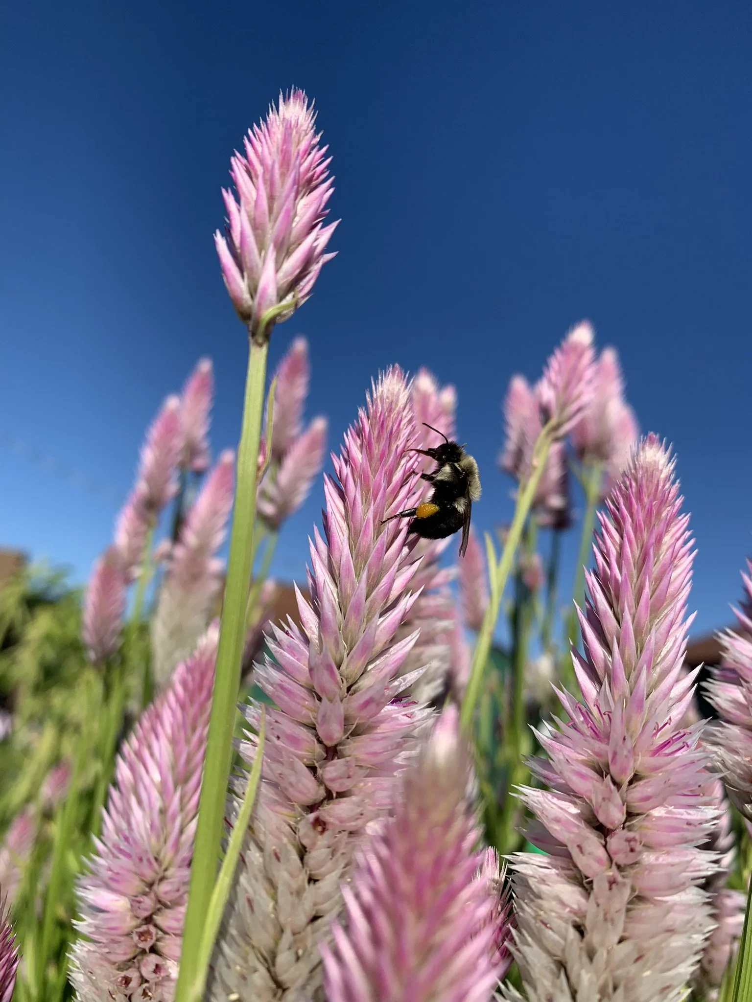 Close-up of pink and white bottlebrush flowers with a bee collecting nectar against a clear blue sky.