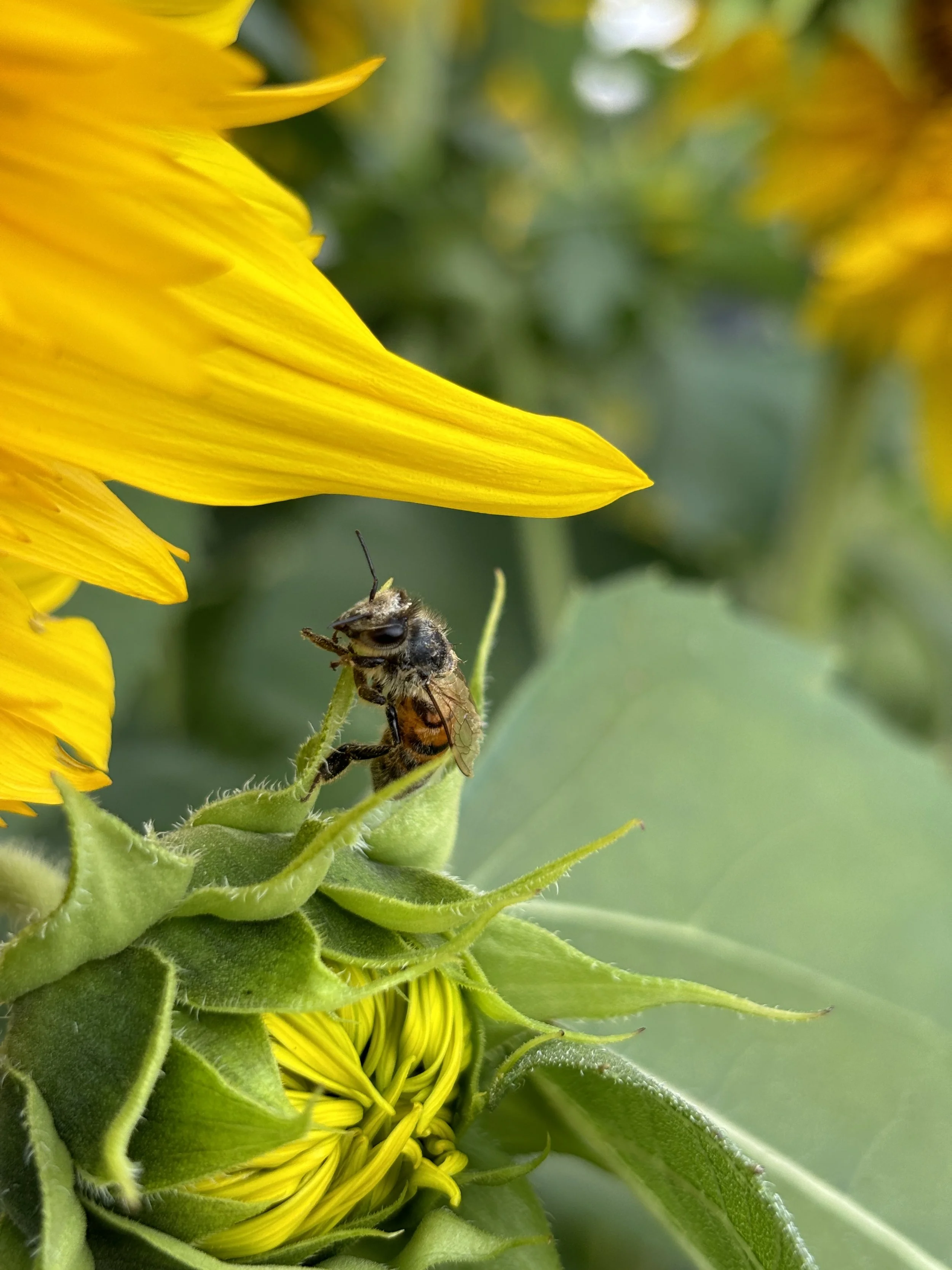 A close-up of a bee on the green part of a sunflower with bright yellow petals. The bee has fuzzy black and orange body and transparent wings.