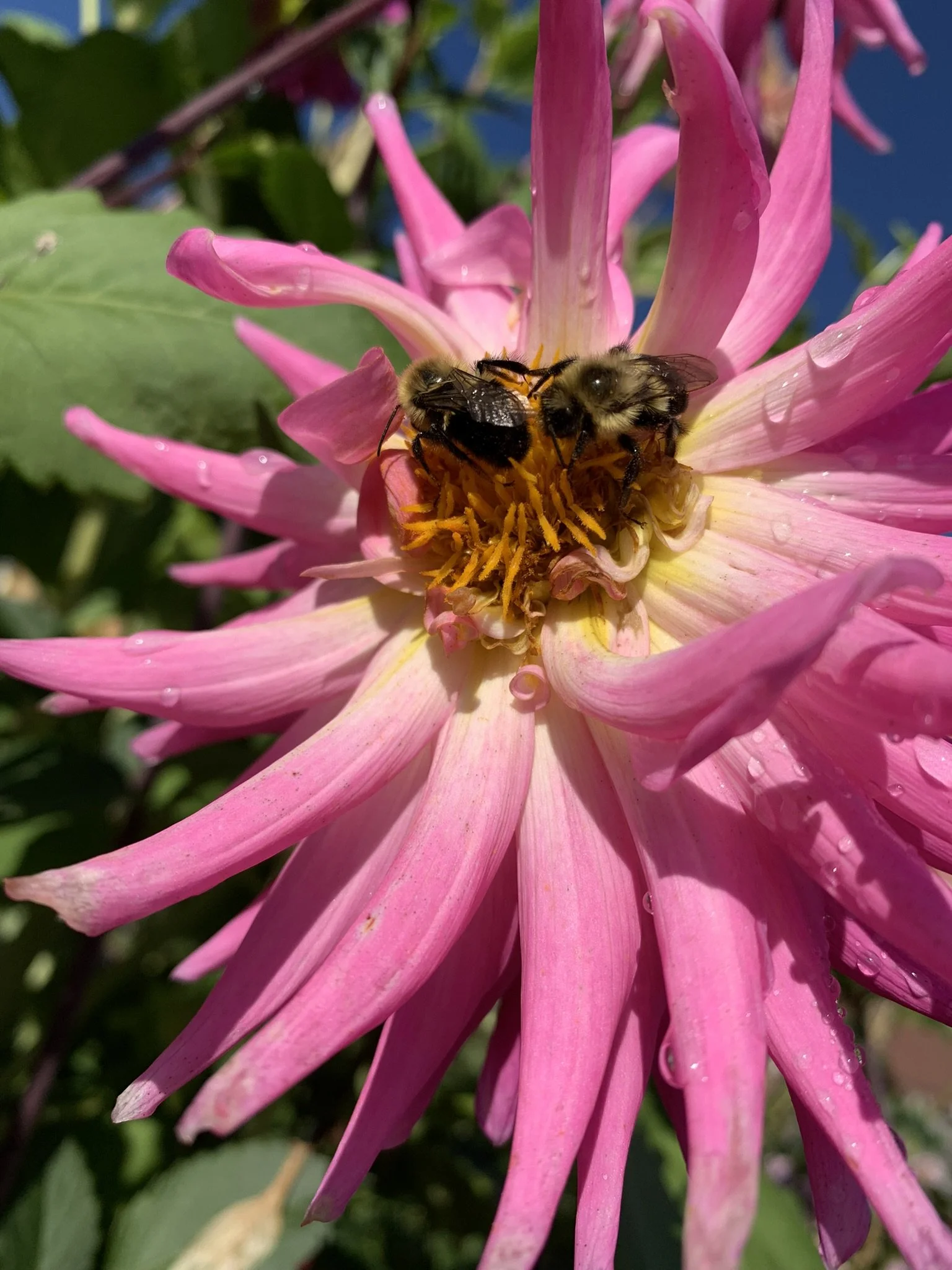 Close-up of a pink and yellow dahlia flower with raindrops on the petals, and two bees gathering nectar from the center.