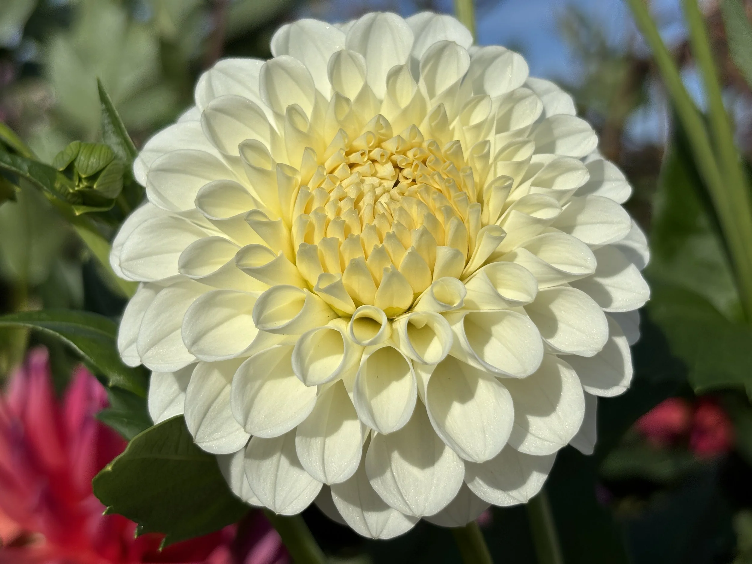 20th Avenue and Bake