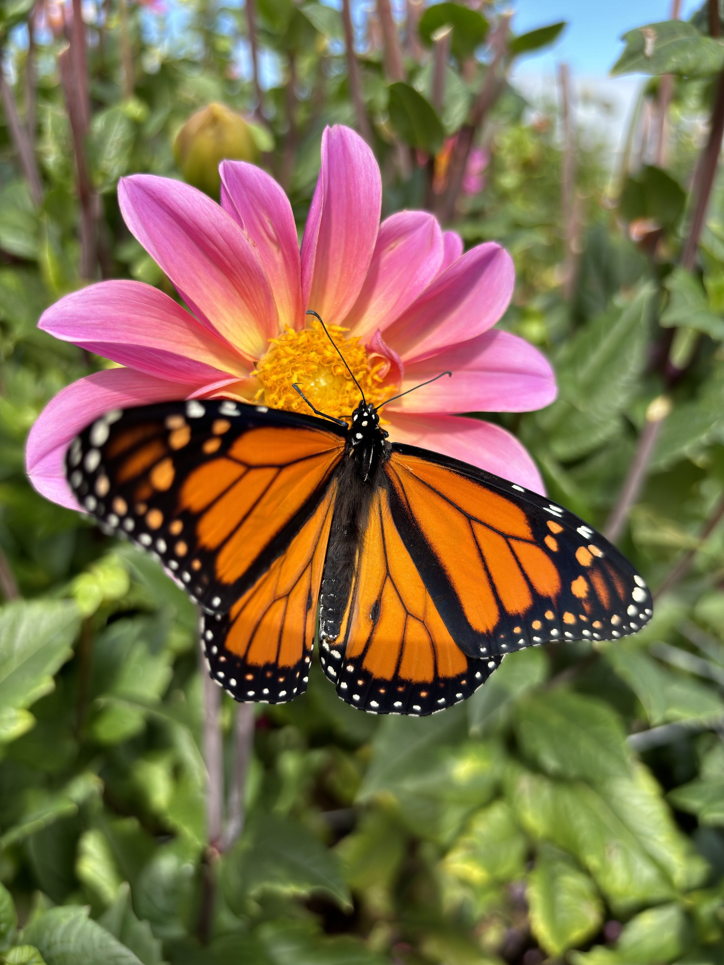 Close-up of a monarch butterfly perched on a pink and yellow flower in a garden setting.