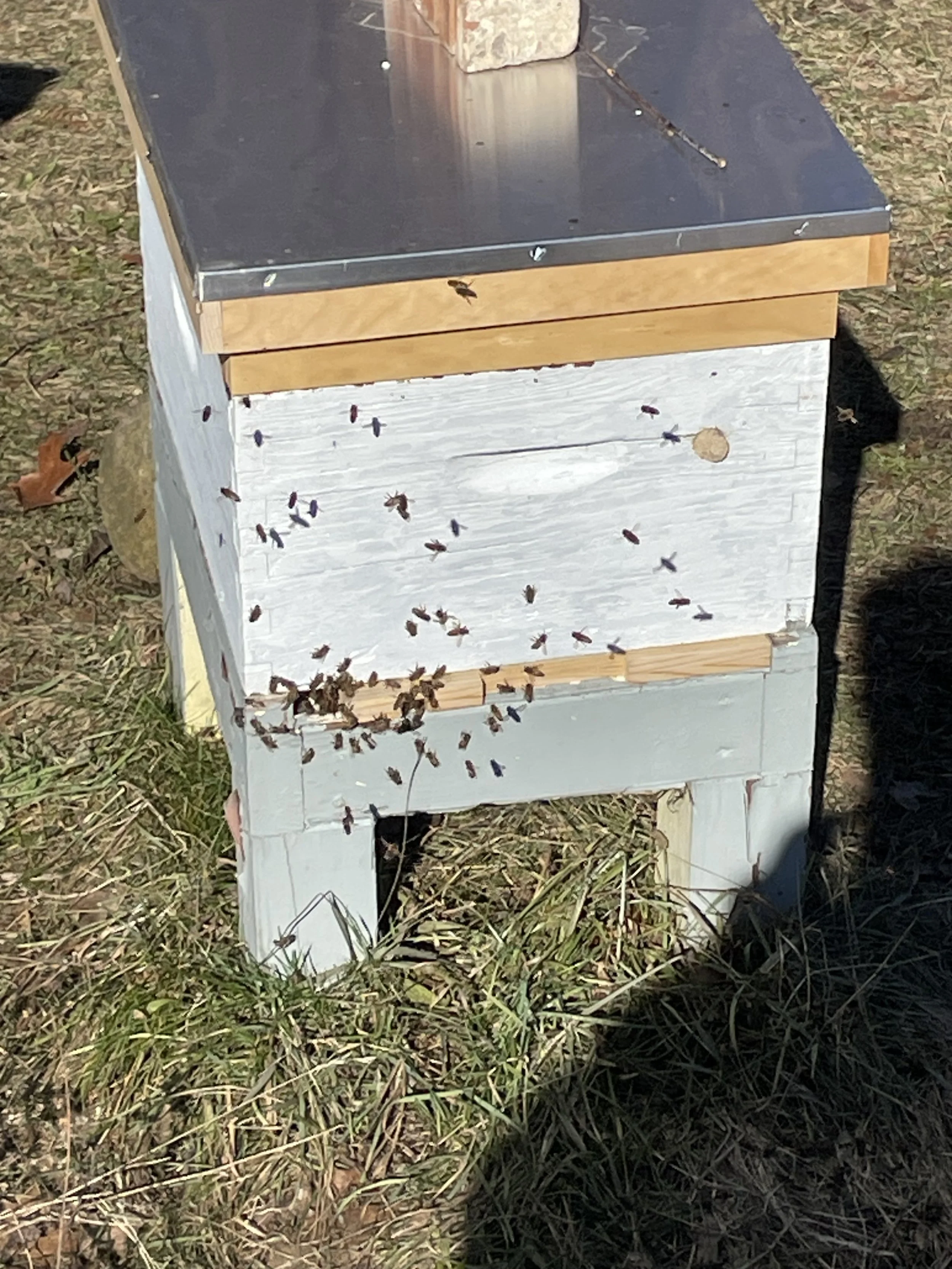 Honey Bees and Queens