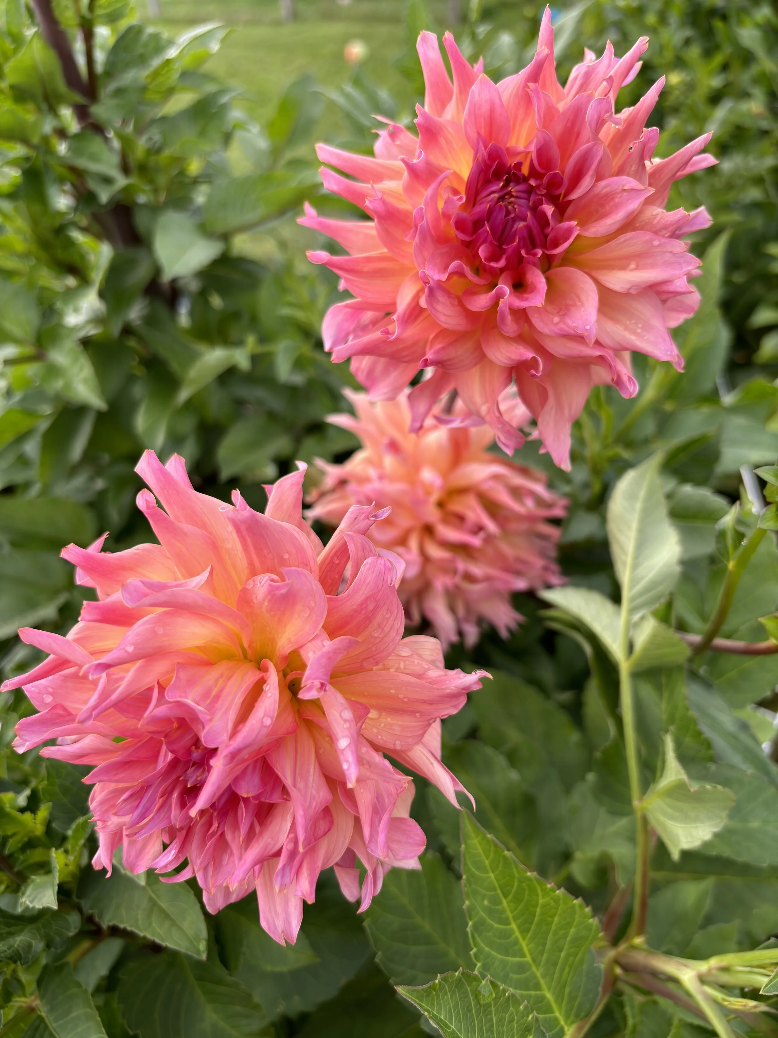 Colorado Classic (3).JPG