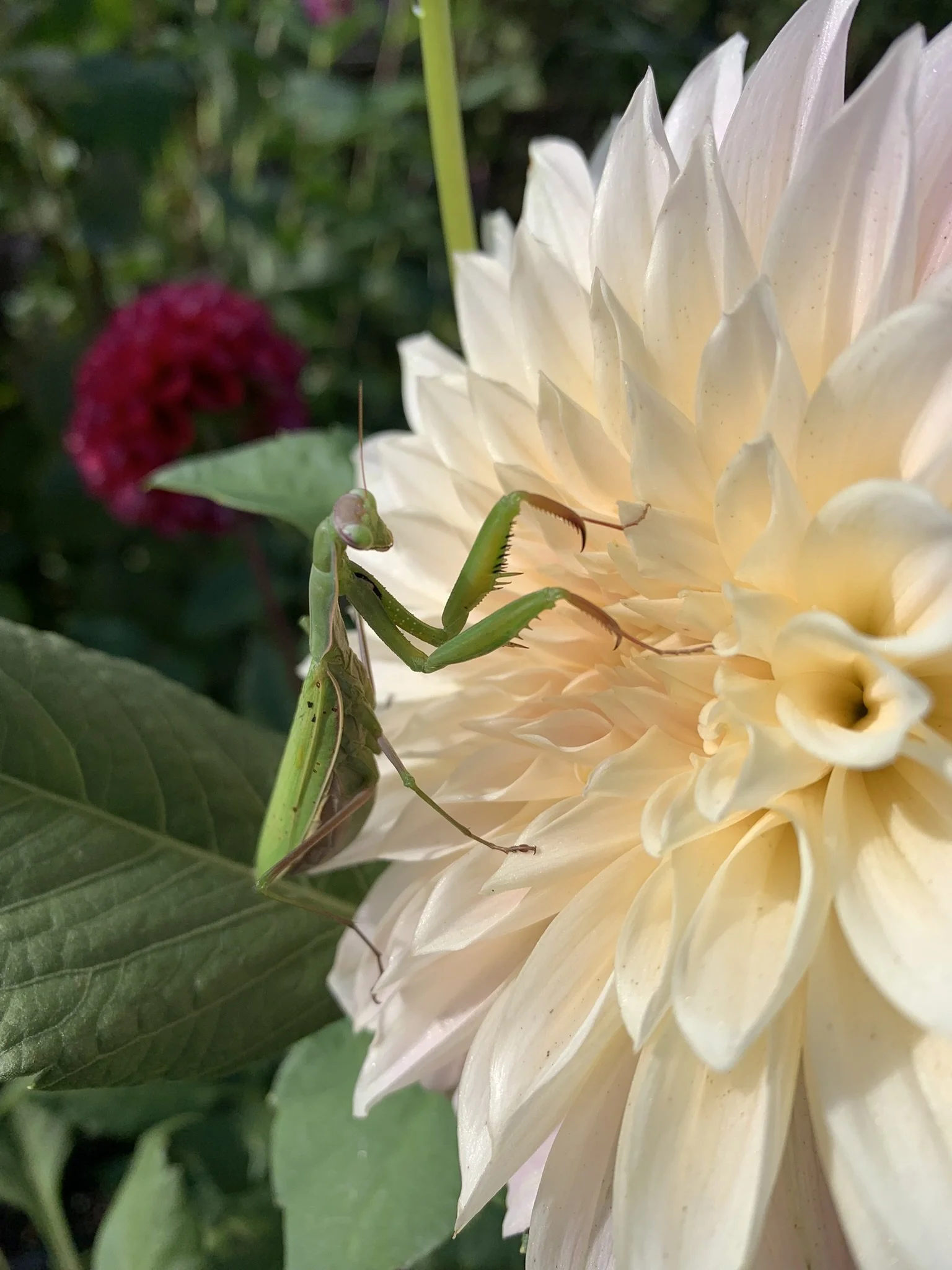 Close-up of a praying mantis on a light-colored dahlia flower in a garden.