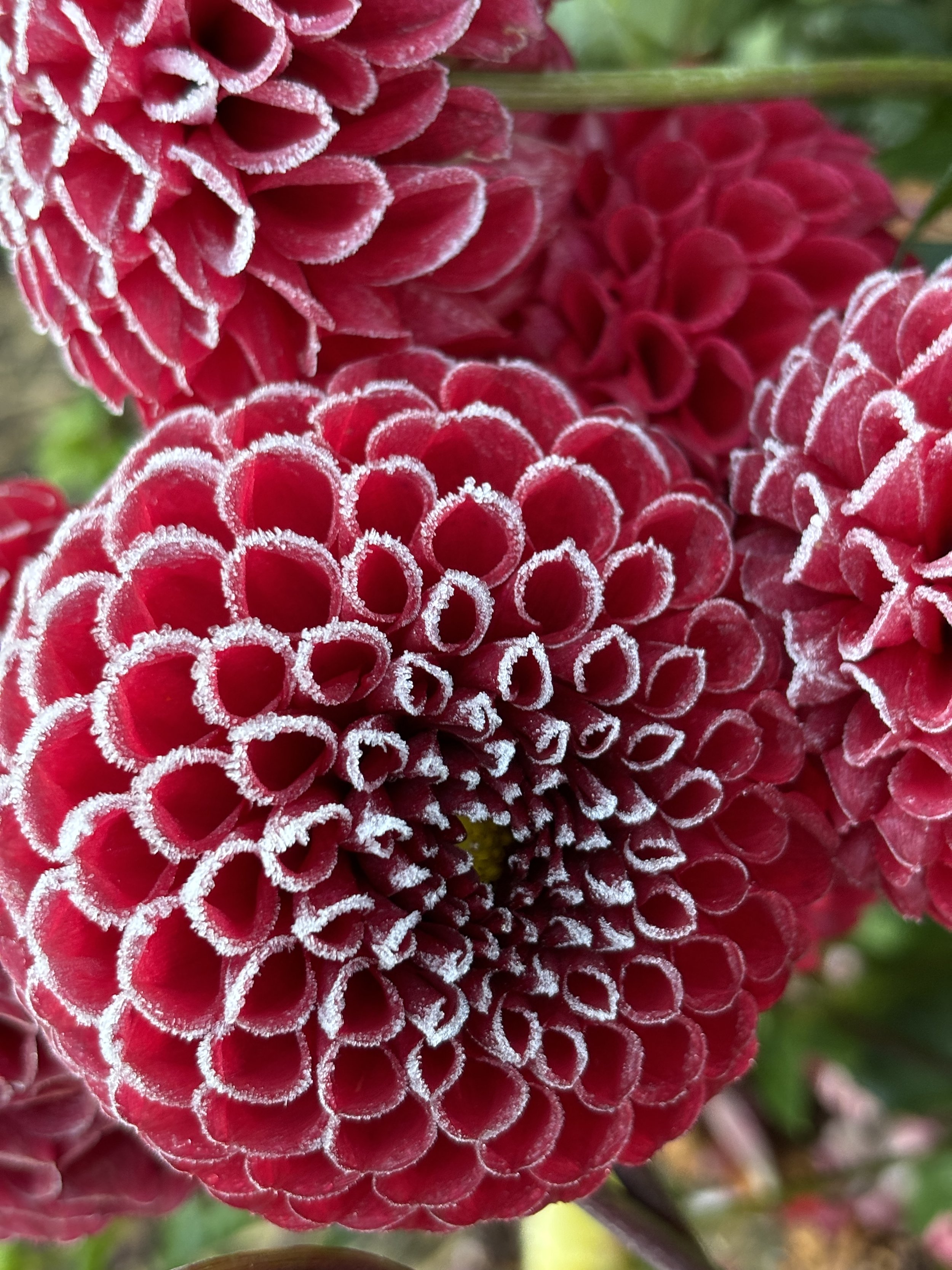 Close-up of vibrant red dahlias with frost on the edges of the petals.