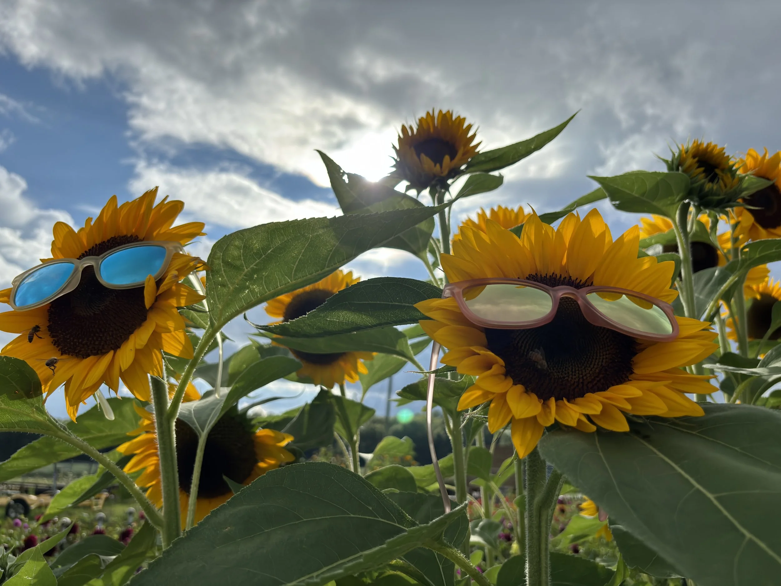 Sunflowers and Honey Bees