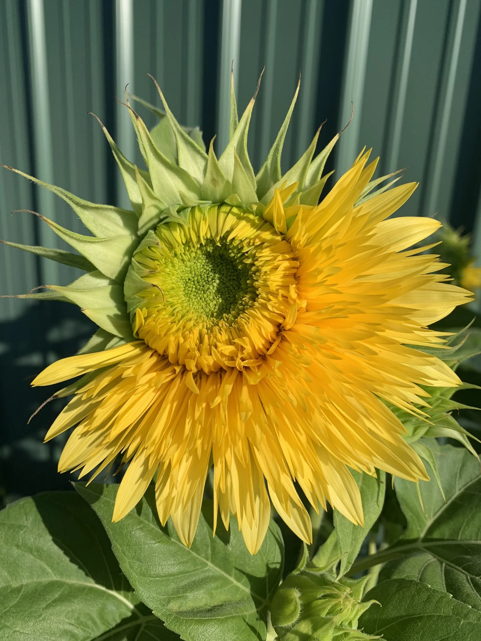 Close-up of a sunflower with yellow petals, green leaves, and the green center starting to form, set against a green fence background.