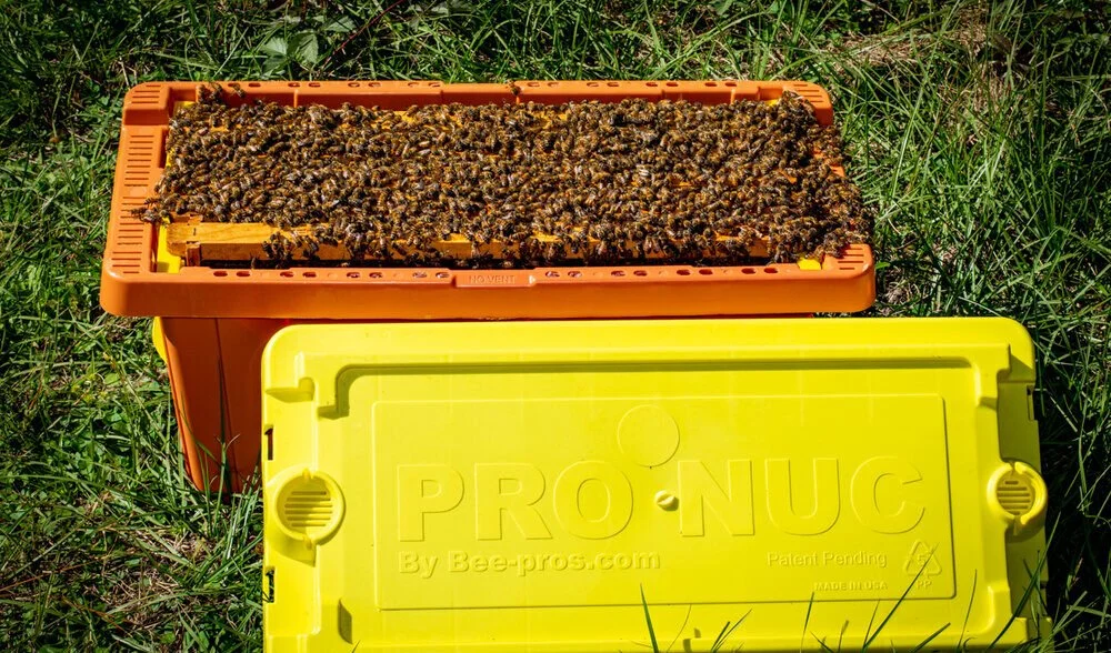 5-Frame Nucleus Honey Bee Hive