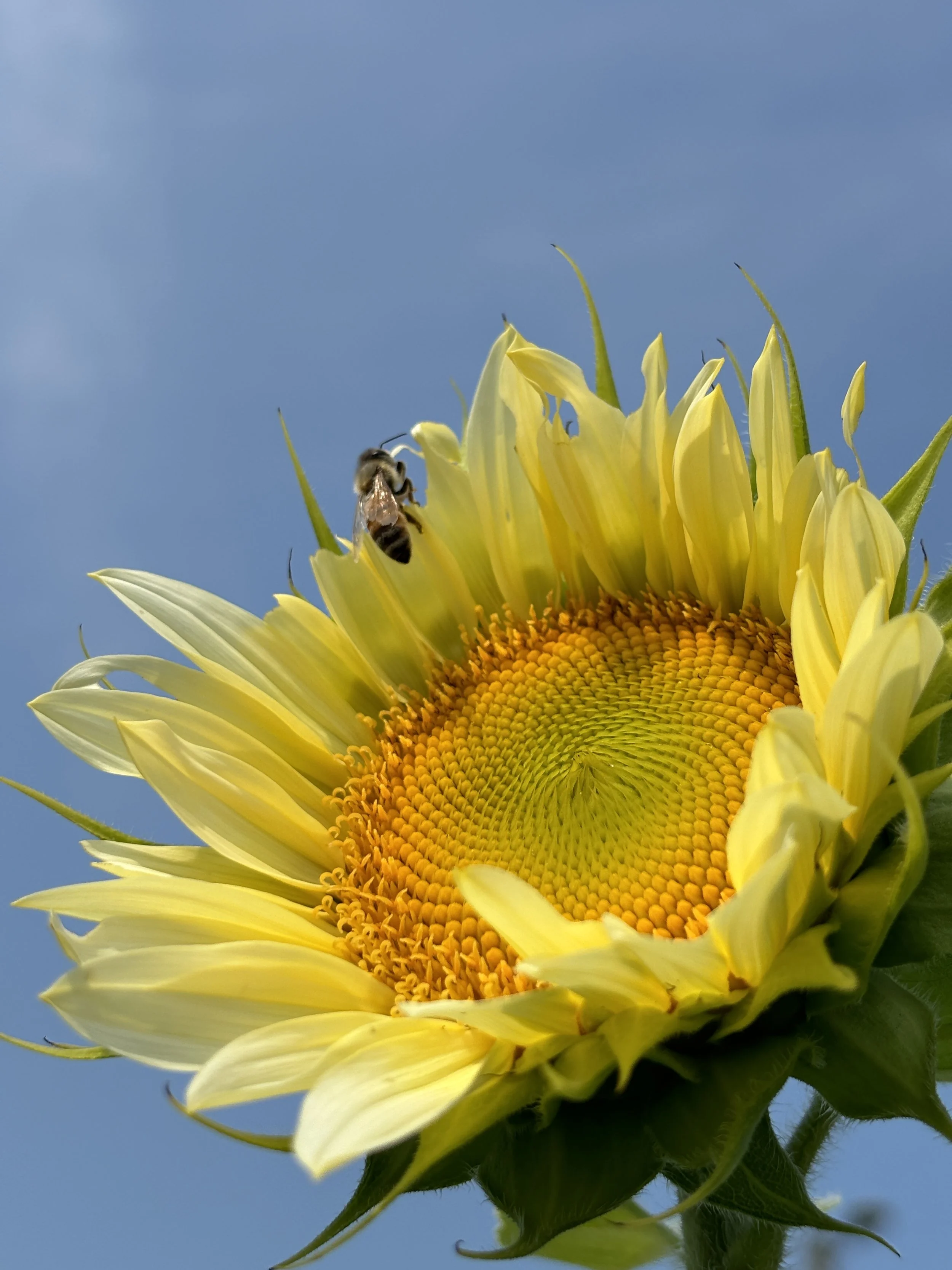 A close-up of a sunflower with yellow petals and a honey bee flying near the flower, against a blue sky background.